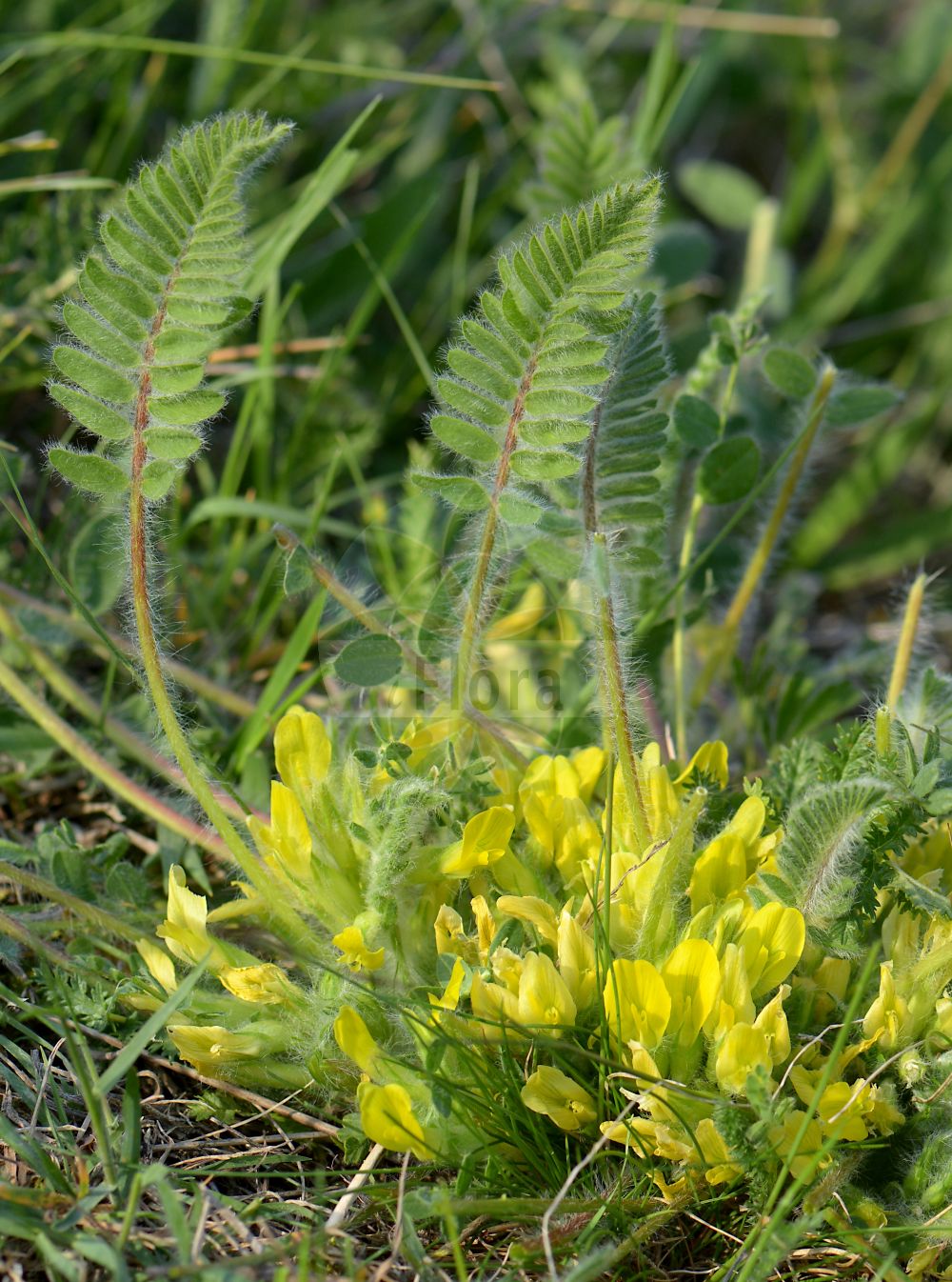 Foto von Astragalus exscapus (Stängelloser Tragant - Stemless Milk Vetch). Das Bild zeigt Blatt und Bluete. Das Foto wurde in Kachstedt, Kyffhäuserkreis, Thüringen, Deutschland, Nordthüringisches Trias-Hügelland aufgenommen. ---- Photo of Astragalus exscapus (Stängelloser Tragant - Stemless Milk Vetch). The image is showing leaf and flower. The picture was taken in Kachstedt, Kyffhaeuser district, Thuringia, Germany, Nordthueringisches Trias-Huegelland.(Astragalus exscapus,Stängelloser Tragant,Stemless Milk Vetch,Astragalus exscapus,Staengelloser Tragant,Stengelloser Tragant,Stemless Milk Vetch,Astragalus,Tragant,Milkvetch,Fabaceae,Schmetterlingsblütler,Pea family,Blatt,Bluete,leaf,flower)