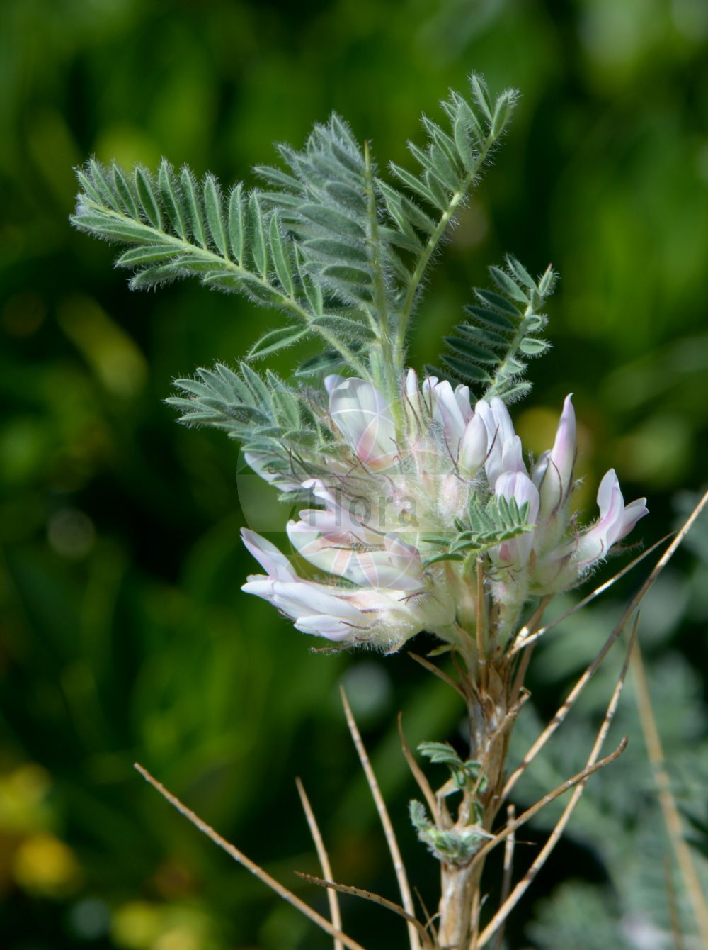 Foto von Astragalus sempervirens. Das Bild zeigt Blatt und Bluete. Das Foto wurde in Göteborg, Schweden aufgenommen. ---- Photo of Astragalus sempervirens. The image is showing leaf and flower. The picture was taken in Gothenburg, Sweden.(Astragalus sempervirens,Astragalus sempervirens,Astragalus,Tragant,Milkvetch,Fabaceae,Schmetterlingsblütler,Pea family,Blatt,Bluete,leaf,flower)