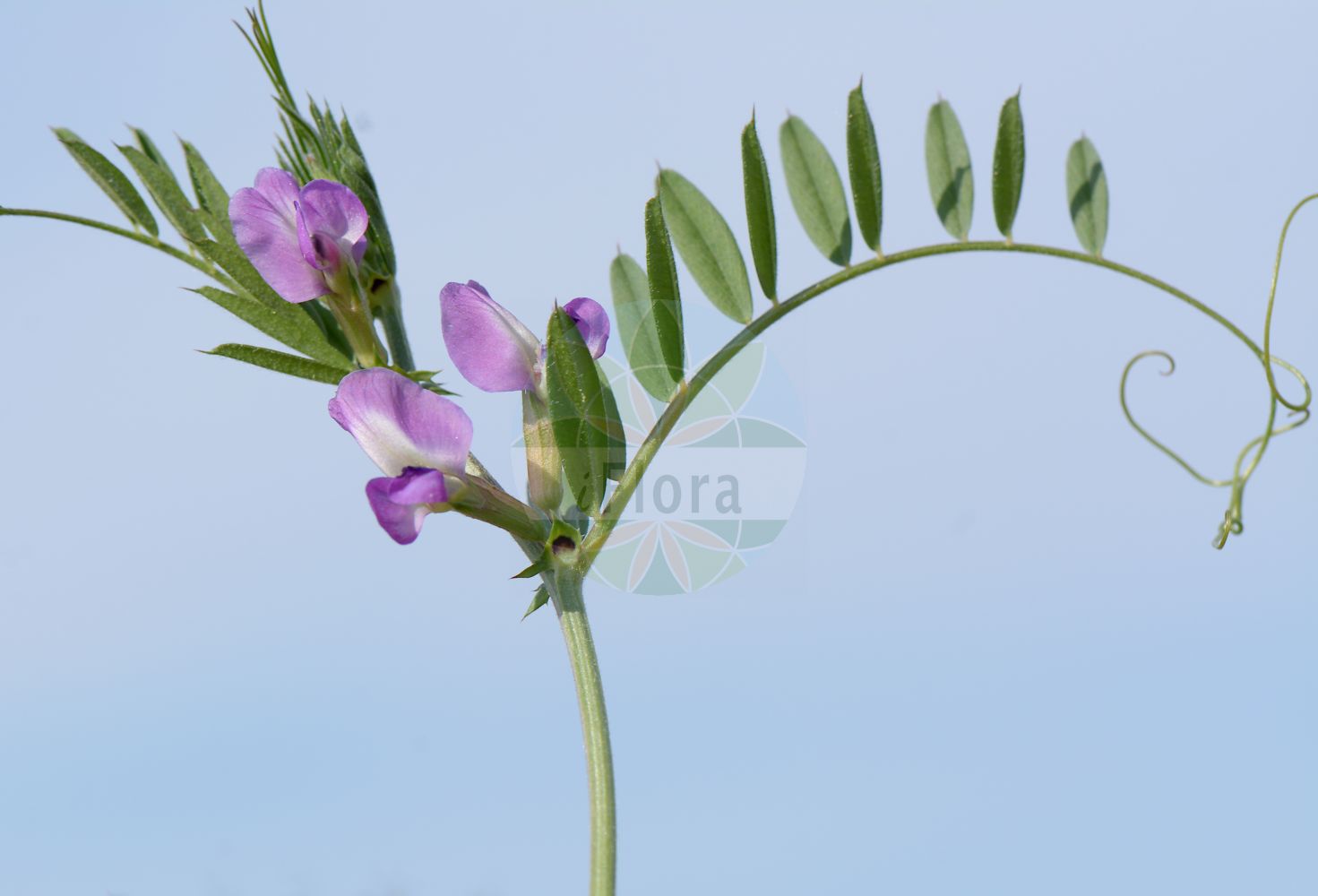 Foto von Vicia sativa subsp. nigra (Schmallblättrige Wicke - Narrowleaf Vetch). Das Bild zeigt Blatt, Ranke und Bluete. Das Foto wurde in Kallstadt, Bad Dürkheim, Rheinland-Pfalz, Deutschland, Oberrheinisches Tiefland und Rhein-Main-Ebene aufgenommen. ---- Photo of Vicia sativa subsp. nigra (Schmallblättrige Wicke - Narrowleaf Vetch). The image is showing leaf, tendril and flower. The picture was taken in Kallstadt, Bad Duerkheim, Rhineland-Palatinate, Germany, Oberrheinisches Tiefland and Rhein-Main-Ebene.(Vicia sativa subsp. nigra,Schmallblättrige Wicke,Narrowleaf Vetch,Vicia segetalis,Schmallblaettrige Wicke,Narrowleaf Vetch,Garden Vetch,Narrow-leaved Vetch,Vicia,Wicke,Vetch,Fabaceae,Schmetterlingsblütler,Pea family,Blatt,Ranke,Bluete,leaf,tendril,flower)