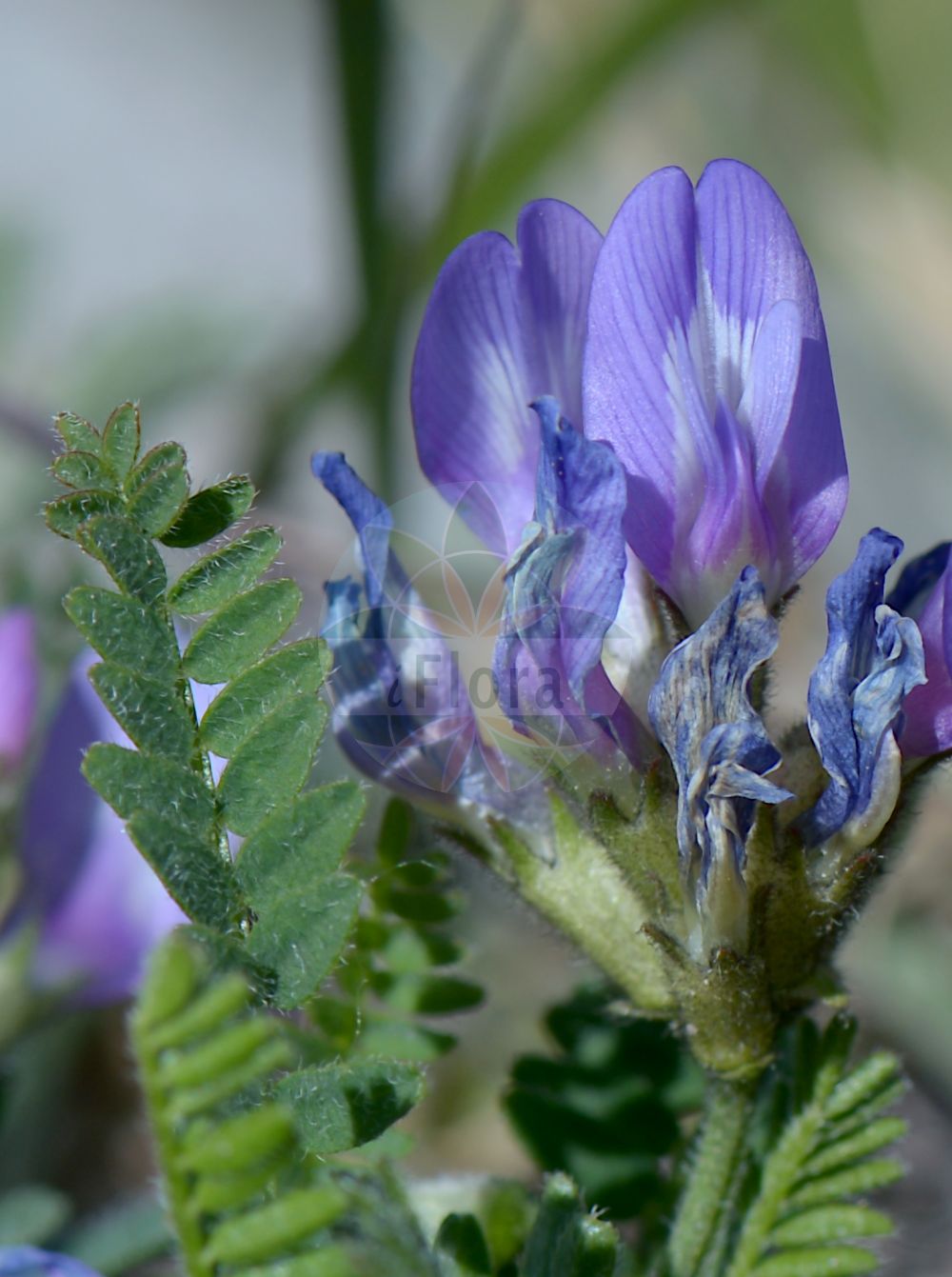 Foto von Astragalus danicus (Dänischer Tragant - Purple Milk-vetch). Das Bild zeigt Blatt und Bluete. Das Foto wurde in Schwellenburg, Erfurt, Thüringen, Deutschland, Thüringer Becken aufgenommen. ---- Photo of Astragalus danicus (Dänischer Tragant - Purple Milk-vetch). The image is showing leaf and flower. The picture was taken in Schwellenburg, Erfurt, Thuringia, Germany, Thueringer Becken.(Astragalus danicus,Dänischer Tragant,Purple Milk-vetch,Astragalus danicus,Daenischer Tragant,Purple Milk-vetch,Astragalus,Tragant,Milkvetch,Fabaceae,Schmetterlingsblütler,Pea family,Blatt,Bluete,leaf,flower)