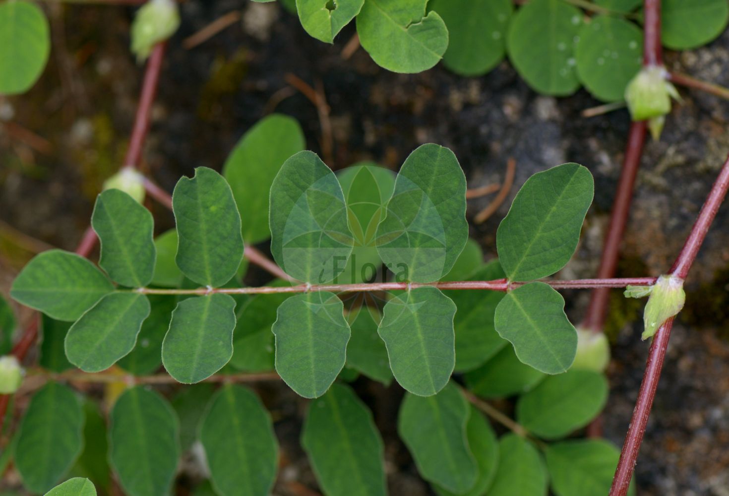 Foto von Astragalus glycyphyllos (Bärenschote - Wild Liquorice). Das Bild zeigt Blatt. Das Foto wurde in Juliana, Trenta, Slowenien aufgenommen. ---- Photo of Astragalus glycyphyllos (Bärenschote - Wild Liquorice). The image is showing leaf. The picture was taken in Juliana, Trenta, Slovenia.(Astragalus glycyphyllos,Bärenschote,Wild Liquorice,Astragalus glycyphyllos,Hamosa glycyphyllos,Hedyphylla glycyphylla,Hedyphylla vulgaris,Baerenschote,Wild Liquorice,Fitsroot,Licorice Milkvetch,Milk Vetch,Sweet Milk Vetch,Wild Licorice,Astragalus,Tragant,Milkvetch,Fabaceae,Schmetterlingsblütler,Pea family,Blatt,leaf)