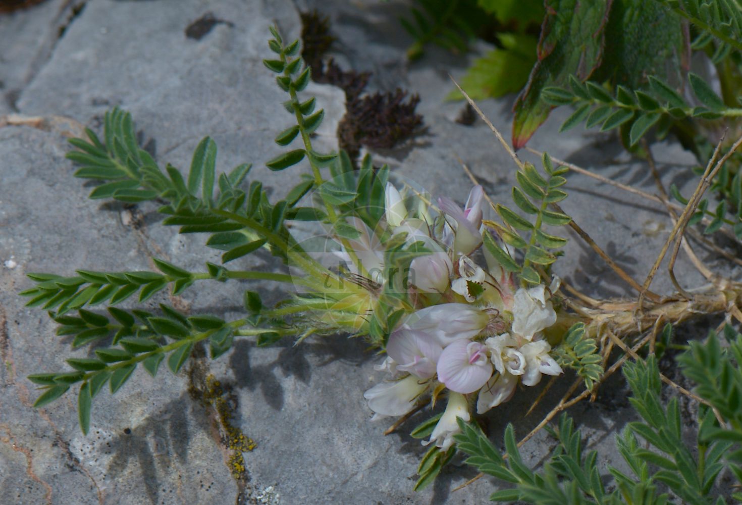 Foto von Astragalus sempervirens. Das Bild zeigt Blatt und Bluete. Das Foto wurde in Monte Bondeone, Provincia Autonoma di Trento, Italien, Alpen aufgenommen. ---- Photo of Astragalus sempervirens. The image is showing leaf and flower. The picture was taken in Monte Bondeone, Provincia Autonoma di Trento, Italy, Alps.(Astragalus sempervirens,Astragalus sempervirens,Astragalus,Tragant,Milkvetch,Fabaceae,Schmetterlingsblütler,Pea family,Blatt,Bluete,leaf,flower)
