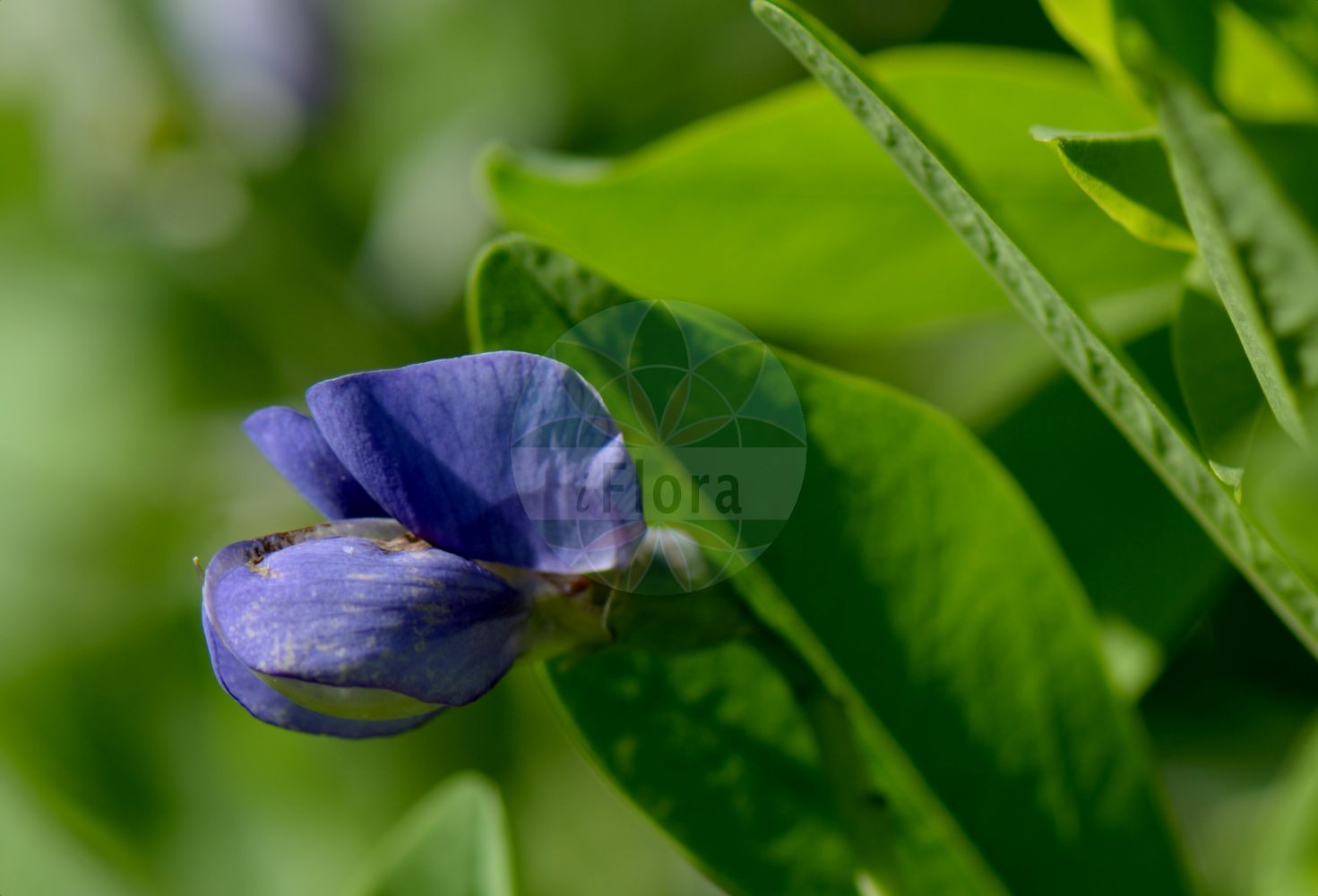 Foto von Baptisia australis. Das Bild zeigt Blatt und Bluete. Das Foto wurde in Kopenhagen, Dänemark aufgenommen. ---- Photo of Baptisia australis. The image is showing leaf and flower. The picture was taken in Copenhagen, Denmark.(Baptisia australis,Baptisia,Fabaceae,Schmetterlingsblütler,Pea family,Blatt,Bluete,leaf,flower)