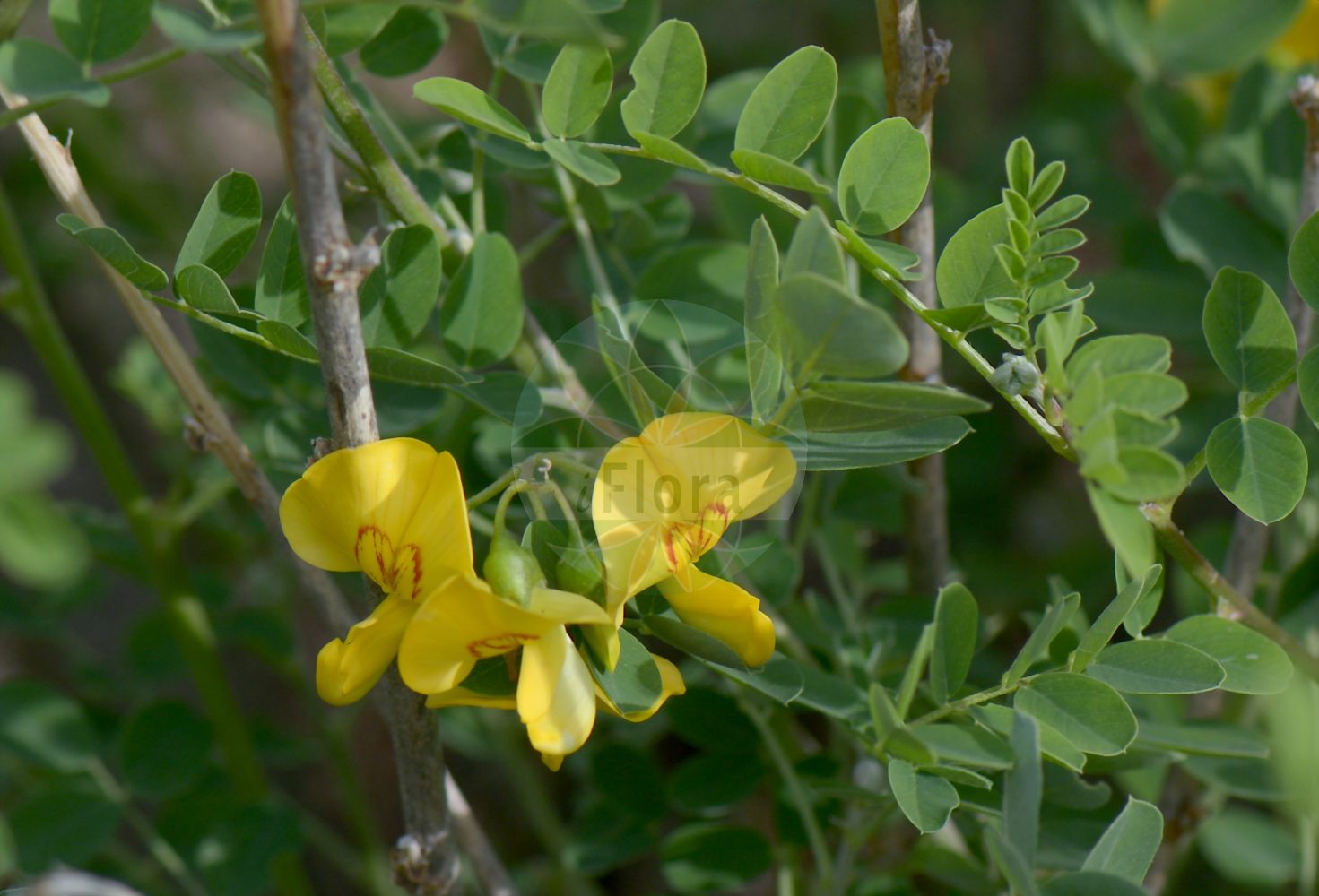 Foto von Colutea arborescens (Gelber Blasenstrauch - Bladder-senna). Das Bild zeigt Blatt und Bluete. Das Foto wurde in Stockholm, Schweden aufgenommen. ---- Photo of Colutea arborescens (Gelber Blasenstrauch - Bladder-senna). The image is showing leaf and flower. The picture was taken in Stockholm, Sweden.(Colutea arborescens,Gelber Blasenstrauch,Bladder-senna,Colutea arborescens,Gelber Blasenstrauch,Blasenstrauch,Gewoehnlicher Blasenstrauch,Bladder-senna,Bastard Senna,Common Bladder Senna,Colutea,Blasenstrauch,Fabaceae,Schmetterlingsblütler,Pea family,Blatt,Bluete,leaf,flower)