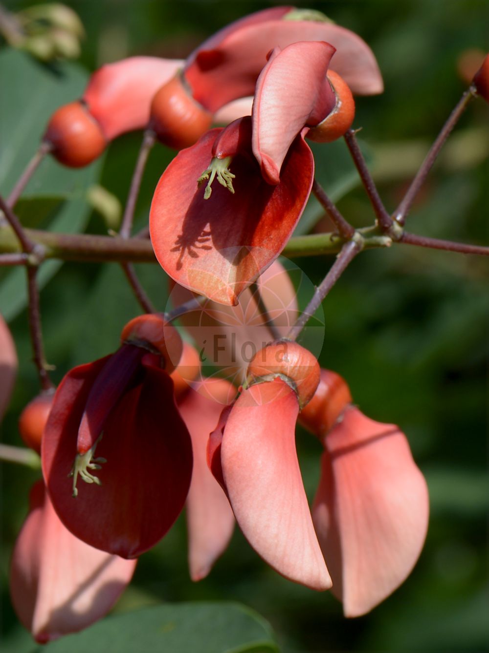 Foto von Erythrina crista-galli. Das Bild zeigt Bluete und Frucht. Das Foto wurde in Napoli, Campania, Italien aufgenommen. ---- Photo of Erythrina crista-galli. The image is showing flower and fruit. The picture was taken in Napoli, Campania, Italy.(Erythrina crista-galli,Corallodendron crista-galli,Erythrina crista-galli,Erythrina fasciculata,Erythrina laurifolia,Erythrina pulcherrima,Erythrina speciosa,Micropteryx crista-galli,Micropteryx fasciculata,Micropteryx laurifolia,Erythrina,Fabaceae,Schmetterlingsblütler,Pea family,Bluete,Frucht,flower,fruit)