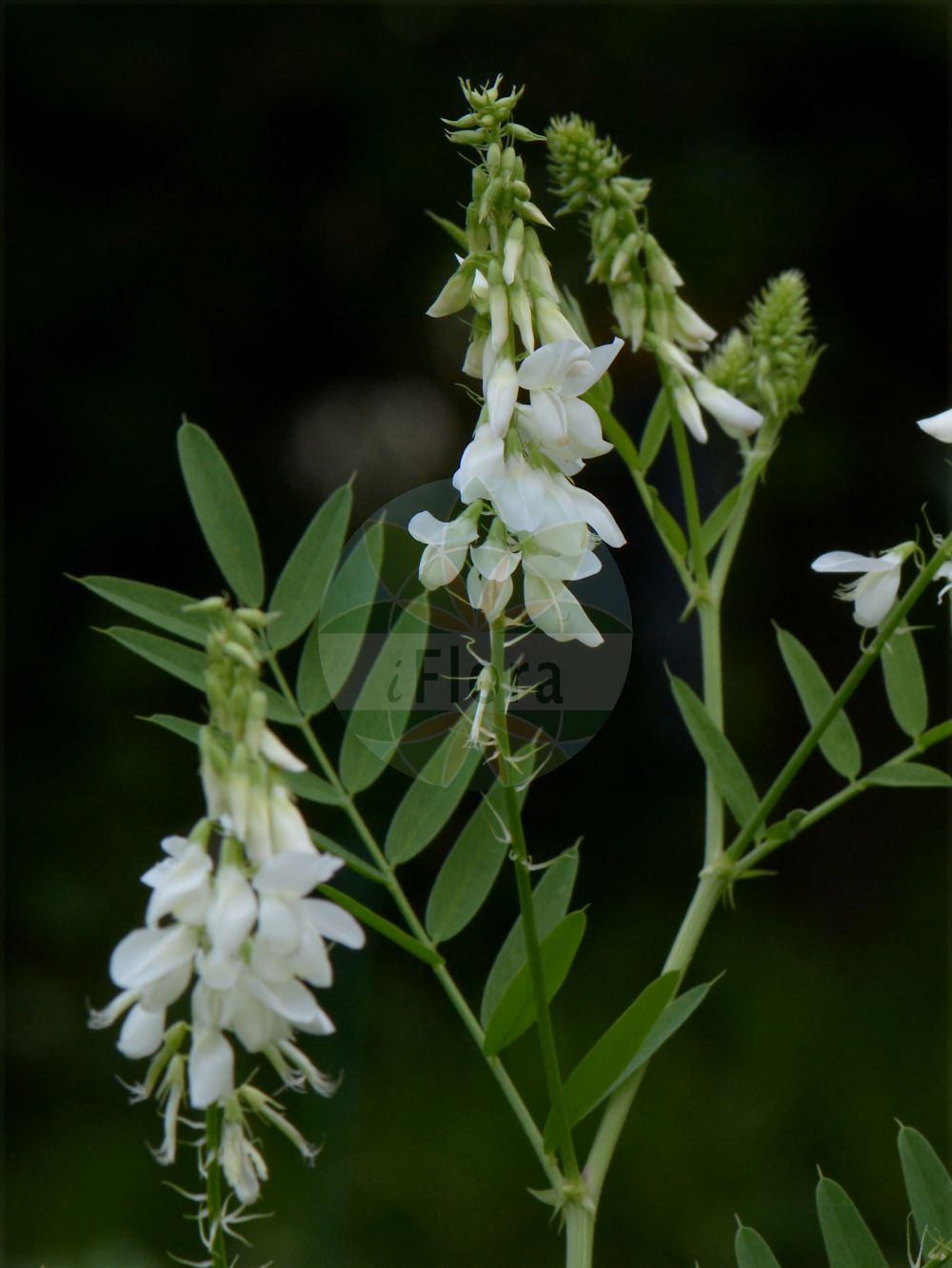 Foto von Galega officinalis (Echte Geißraute - Goat's-rue). Das Bild zeigt Blatt und Bluete. Das Foto wurde in Trieste, Friuli-Venezia Giulia, Italien aufgenommen. ---- Photo of Galega officinalis (Echte Geißraute - Goat's-rue). The image is showing leaf and flower. The picture was taken in Trieste, Friuli-Venezia Giulia, Italy.(Galega officinalis,Echte Geißraute,Goat's-rue,Galega bicolor,Galega officinalis,Galega patula,Galega persica,Galega vulgaris,Echte Geissraute,Geissraute,Gewoehnliche Geissraute,Goat's-rue,Common Goat's Rue,Professor-weed,French Lilac,Galega,Geißraute,Professor-weed,Fabaceae,Schmetterlingsblütler,Pea family,Blatt,Bluete,leaf,flower)