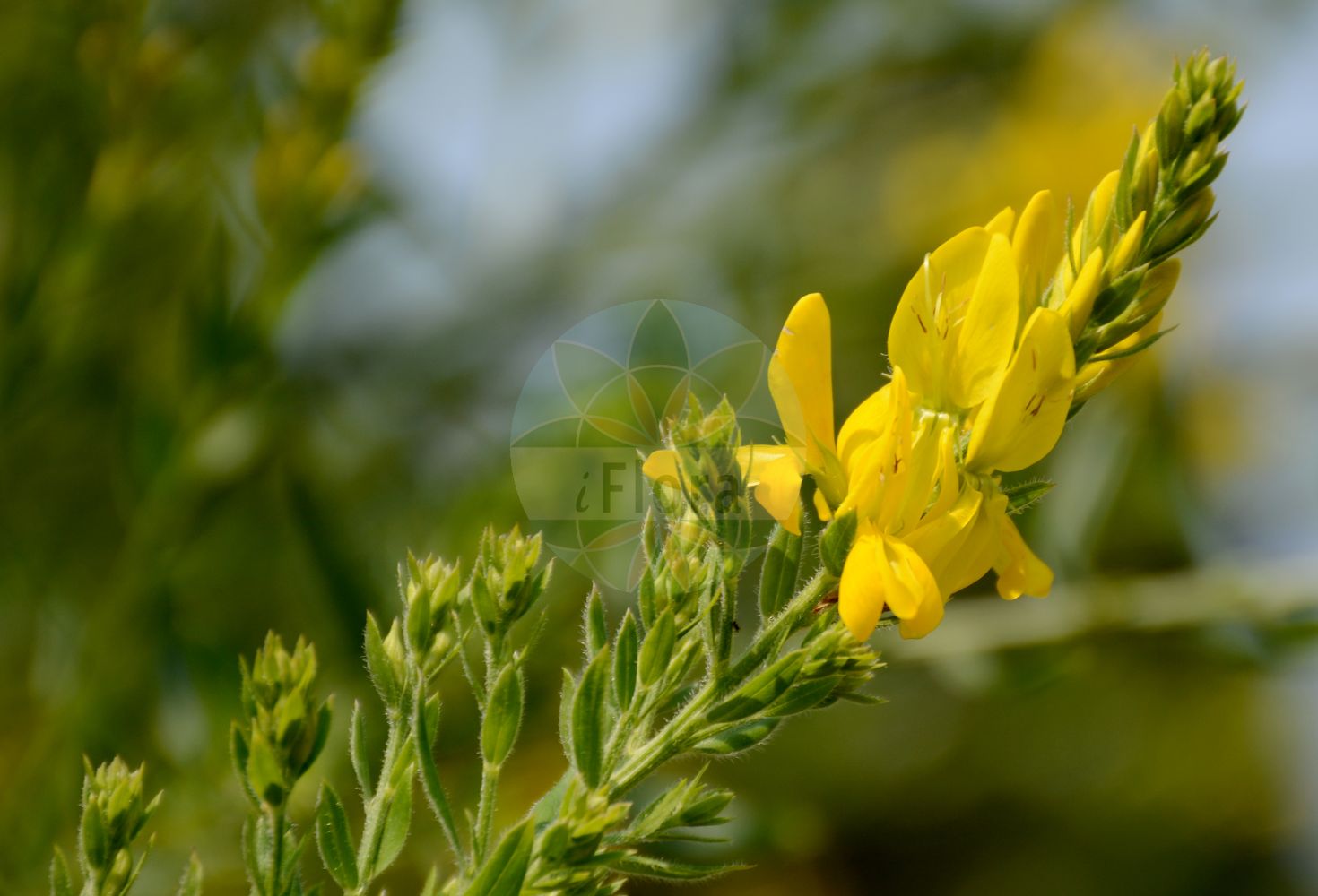 Foto von Genista germanica (Deutscher Ginster - German Greenweed). Das Bild zeigt Blatt und Bluete. Das Foto wurde in Bonn, Nordrhein-Westfalen, Deutschland aufgenommen. ---- Photo of Genista germanica (Deutscher Ginster - German Greenweed). The image is showing leaf and flower. The picture was taken in Bonn, North Rhine-Westphalia, Germany.(Genista germanica,Deutscher Ginster,German Greenweed,Cytisus germanica,Genista germanica,Genista heterocantha,Genista spinosa,Scorpius spinosa,Voglera germanica,Voglera spinosa,Deutscher Ginster,German Greenweed,Cat Whin,German Broom,Spiny Furze,Genista,Ginster,Broom,Fabaceae,Schmetterlingsblütler,Pea family,Blatt,Bluete,leaf,flower)