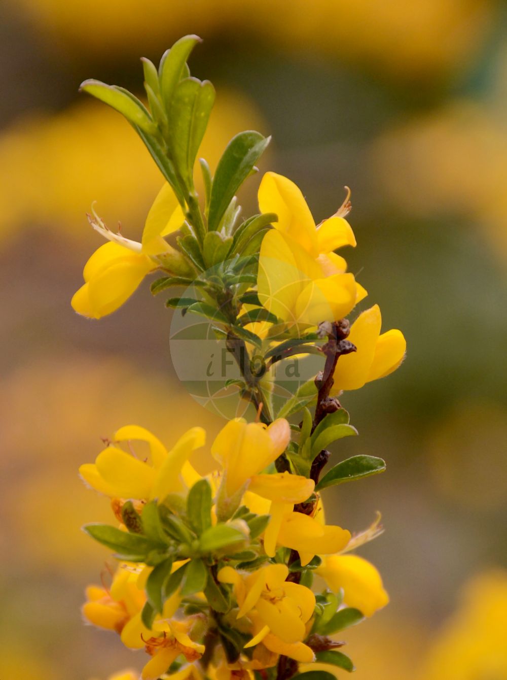 Foto von Genista pilosa (Behaarter Ginster - Hairy Greenweed). Das Bild zeigt Blatt und Bluete. Das Foto wurde in Bonn, Nordrhein-Westfalen, Deutschland aufgenommen. ---- Photo of Genista pilosa (Behaarter Ginster - Hairy Greenweed). The image is showing leaf and flower. The picture was taken in Bonn, North Rhine-Westphalia, Germany.(Genista pilosa,Behaarter Ginster,Hairy Greenweed,Genista decumbens,Genista pilosa,Genista repens,Genistoides tuberculata,Spartium pilosum,Telinaria pilosa,Behaarter Ginster,Heide-Ginster,Sand-Ginster,Hairy Greenweed,Silky Broom,Genista,Ginster,Broom,Fabaceae,Schmetterlingsblütler,Pea family,Blatt,Bluete,leaf,flower)