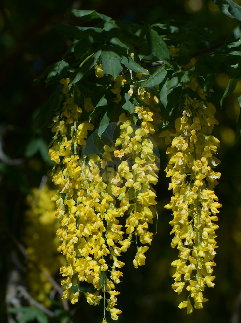 Foto von Laburnum alpinum (Scottish Laburnum). Das Bild zeigt Blatt und Bluete. Das Foto wurde in Stockholm, Schweden aufgenommen. ---- Photo of Laburnum alpinum (Scottish Laburnum). The image is showing leaf and flower. The picture was taken in Stockholm, Sweden.(Laburnum alpinum,Scottish Laburnum,Cytisus alpinus,Laburnum alpinum,Laburnum,Goldregen,Golden Chain,Fabaceae,Schmetterlingsblütler,Pea family,Blatt,Bluete,leaf,flower)