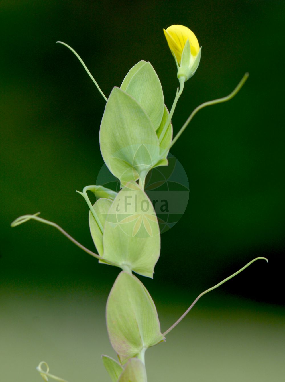 Foto von Lathyrus aphaca (Ranken-Platterbse - Yellow Vetchling). Das Bild zeigt Blatt, Ranke und Bluete. Das Foto wurde in Ersinger Springenhalde, Kämpfelbach, Baden-Württemberg, Deutschland, Neckarland aufgenommen. ---- Photo of Lathyrus aphaca (Ranken-Platterbse - Yellow Vetchling). The image is showing leaf, tendril and flower. The picture was taken in Ersinger Springenhalde, Kaempfelbach, Baden-Wuerttemberg, Germany, Neckarland.(Lathyrus aphaca,Ranken-Platterbse,Yellow Vetchling,Lathyrus aphaca,Orobus aphaca,Ranken-Platterbse,Yellow Vetchling,Yellow Pea,Lathyrus,Platterbse,Pea,Fabaceae,Schmetterlingsblütler,Pea family,Blatt,Ranke,Bluete,leaf,tendril,flower)