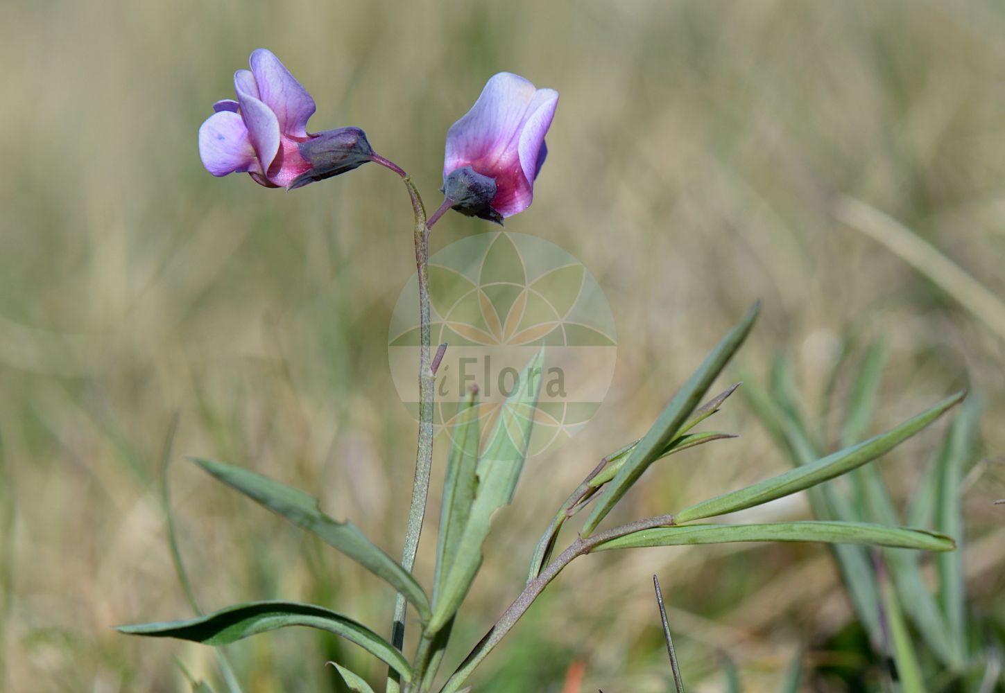 Foto von Lathyrus linifolius (Berg-Platterbse - Bitter-vetch). Das Bild zeigt Blatt und Bluete. Das Foto wurde in Heidelstein, Ehrenberg, Fulda, Hessen, Deutschland, Rhön aufgenommen. ---- Photo of Lathyrus linifolius (Berg-Platterbse - Bitter-vetch). The image is showing leaf and flower. The picture was taken in Heidelstein, Ehrenberg, Fulda, Hesse, Germany, Rhoen.(Lathyrus linifolius,Berg-Platterbse,Bitter-vetch,Lathyrus linifolius,Lathyrus macrorrhizus,Lathyrus montanus,Orobus linifolius,Orobus tuberosus,Berg-Platterbse,Bitter-vetch,Tuberous Bitter Vetch,Bitter Vetchling,Wood Pea,Lathyrus,Platterbse,Pea,Fabaceae,Schmetterlingsblütler,Pea family,Blatt,Bluete,leaf,flower)