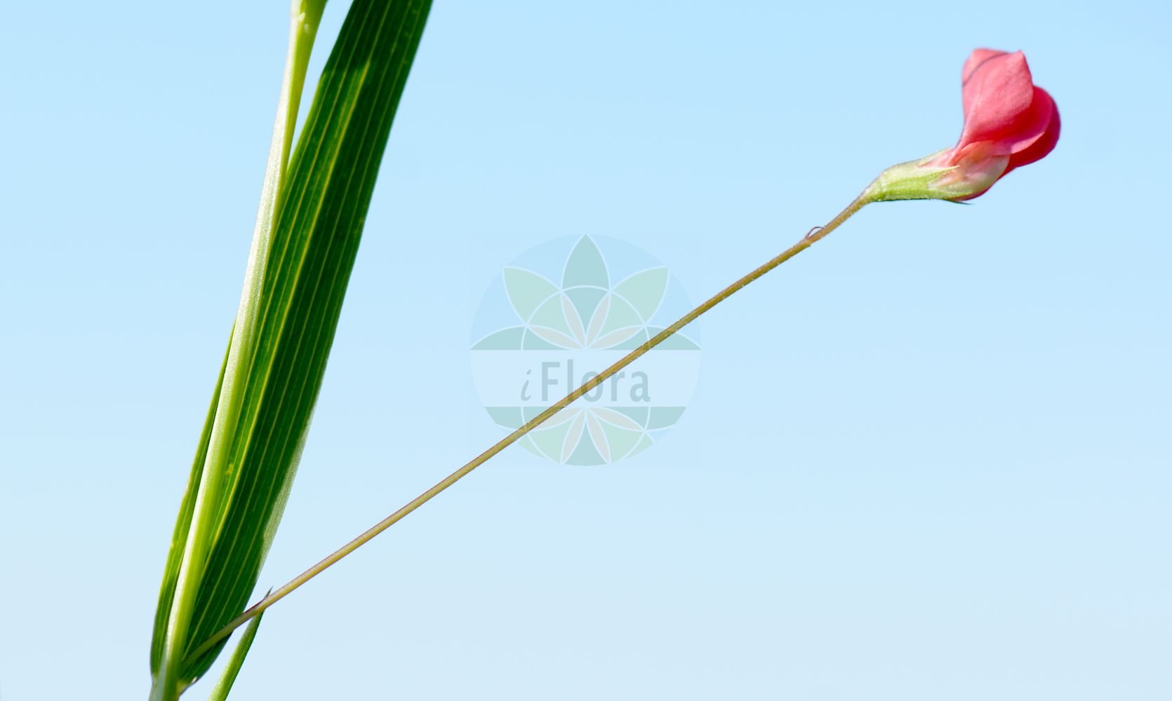 Foto von Lathyrus nissolia (Gras-Platterbse - Grass Vetchling). Das Bild zeigt Blatt und Bluete. Das Foto wurde in Nidderau, Main-Kinzig-Kreis, Hessen, Deutschland aufgenommen. ---- Photo of Lathyrus nissolia (Gras-Platterbse - Grass Vetchling). The image is showing leaf and flower. The picture was taken in Nidderau, Main-Kinzig district, Hesse, Germany.(Lathyrus nissolia,Gras-Platterbse,Grass Vetchling,Lathyrus nissolia,Orobus nissolia,Gras-Platterbse,Blattlose Platterbse,Grass Vetchling,Grass Pea,Lathyrus,Platterbse,Pea,Fabaceae,Schmetterlingsblütler,Pea family,Blatt,Bluete,leaf,flower)