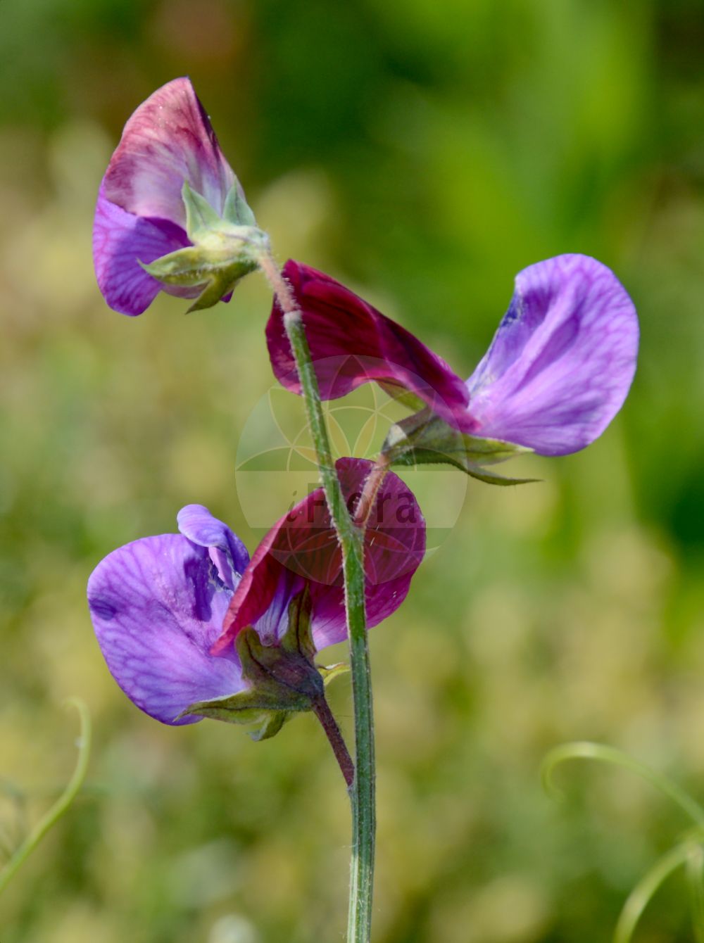 Foto von Lathyrus odoratus. Das Bild zeigt Bluete. Das Foto wurde in Bonn, Nordrhein-Westfalen, Deutschland aufgenommen. ---- Photo of Lathyrus odoratus. The image is showing flower. The picture was taken in Bonn, North Rhine-Westphalia, Germany.(Lathyrus odoratus,Lathyrus odoratus,Lathyrus,Platterbse,Pea,Fabaceae,Schmetterlingsblütler,Pea family,Bluete,flower)