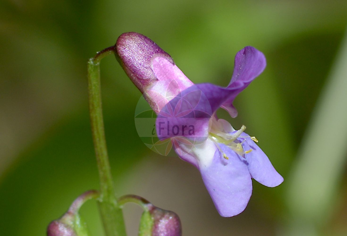 Foto von Lathyrus vernus (Frühlings-Platterbse - Spring Pea). Das Bild zeigt Bluete. Das Foto wurde in Heidelstein, Ehrenberg, Fulda, Hessen, Deutschland, Rhön aufgenommen. ---- Photo of Lathyrus vernus (Frühlings-Platterbse - Spring Pea). The image is showing flower. The picture was taken in Heidelstein, Ehrenberg, Fulda, Hesse, Germany, Rhoen.(Lathyrus vernus,Frühlings-Platterbse,Spring Pea,Lathyrus vernus,Orobus vernus,Fruehlings-Platterbse,Spring Pea,Bitter Vetch,Heath Pease,Spring Bitter Vetch,Spring Vetch,Spring Vetchling,Lathyrus,Platterbse,Pea,Fabaceae,Schmetterlingsblütler,Pea family,Bluete,flower)