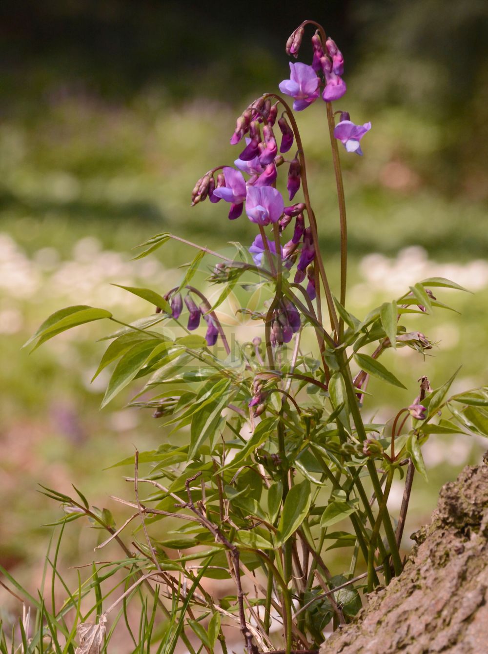 Foto von Lathyrus vernus (Frühlings-Platterbse - Spring Pea). Das Bild zeigt Blatt und Bluete. Das Foto wurde in Frankfurt, Hessen, Deutschland aufgenommen. ---- Photo of Lathyrus vernus (Frühlings-Platterbse - Spring Pea). The image is showing leaf and flower. The picture was taken in Frankfurt, Hesse, Germany.(Lathyrus vernus,Frühlings-Platterbse,Spring Pea,Lathyrus vernus,Orobus vernus,Fruehlings-Platterbse,Spring Pea,Bitter Vetch,Heath Pease,Spring Bitter Vetch,Spring Vetch,Spring Vetchling,Lathyrus,Platterbse,Pea,Fabaceae,Schmetterlingsblütler,Pea family,Blatt,Bluete,leaf,flower)