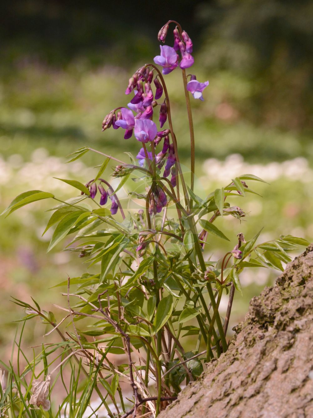 Foto von Lathyrus vernus (Frühlings-Platterbse - Spring Pea). Das Bild zeigt Blatt und Bluete. Das Foto wurde in Frankfurt, Hessen, Deutschland aufgenommen. ---- Photo of Lathyrus vernus (Frühlings-Platterbse - Spring Pea). The image is showing leaf and flower. The picture was taken in Frankfurt, Hesse, Germany.(Lathyrus vernus,Frühlings-Platterbse,Spring Pea,Lathyrus vernus,Orobus vernus,Fruehlings-Platterbse,Spring Pea,Bitter Vetch,Heath Pease,Spring Bitter Vetch,Spring Vetch,Spring Vetchling,Lathyrus,Platterbse,Pea,Fabaceae,Schmetterlingsblütler,Pea family,Blatt,Bluete,leaf,flower)