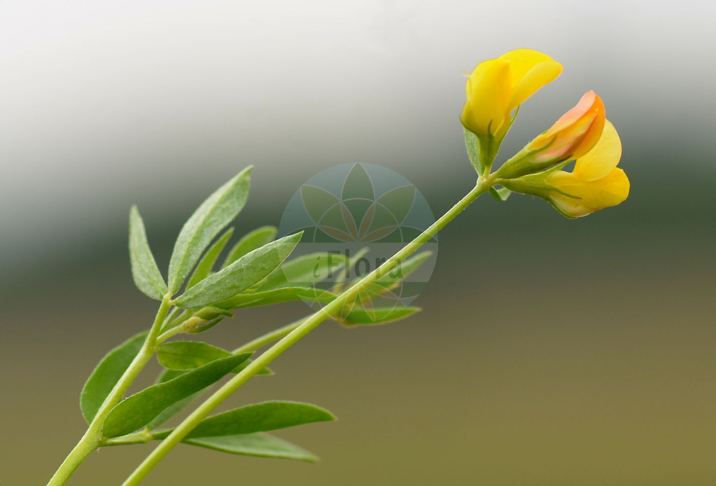 Foto von Lotus tenuis (Schmalblättriger Hornklee - Narrow-leaved Bird's-Foot-Trefoil). Das Bild zeigt Blatt und Bluete. Das Foto wurde in Wetteraukreis, Hessen, Deutschland, Wetterau und Gießener Becken aufgenommen. ---- Photo of Lotus tenuis (Schmalblättriger Hornklee - Narrow-leaved Bird's-Foot-Trefoil). The image is showing leaf and flower. The picture was taken in Wetterau district, Hesse, Germany, Wetterau and Giessener Becken.(Lotus tenuis,Schmalblättriger Hornklee,Narrow-leaved Bird's-Foot-Trefoil,Lotus glaber,Lotus macbridei,Lotus tenuifolius,Lotus tenuis,Schmalblaettriger Hornklee,Narrow-leaved Bird's-Foot-Trefoil,Narrow-leaf Bird's-Foot Trefoil,Slender Birdsfoot Trefoil,Lotus,Hornklee,Trefoil,Fabaceae,Schmetterlingsblütler,Pea family,Blatt,Bluete,leaf,flower)