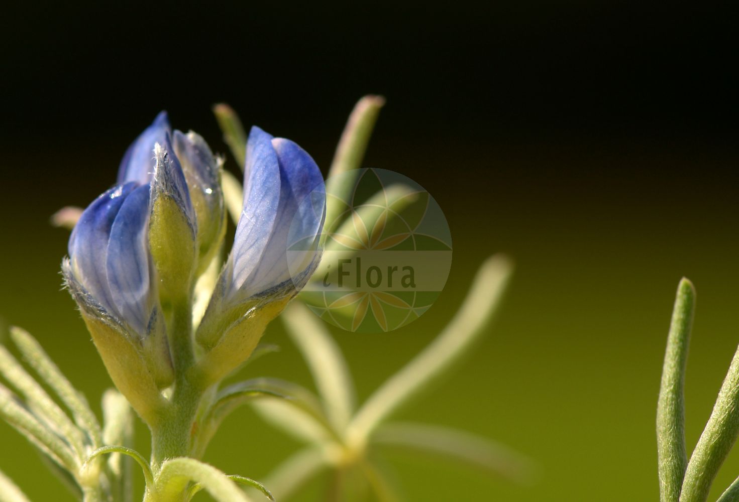 Foto von Lupinus angustifolius (Blaue Lupine - Narrow-leaved Lupin). Das Bild zeigt Blatt und Bluete. Das Foto wurde in Walldorf, Rhein-Neckar-Kreis, Baden-Württemberg, Deutschland, Oberrheinisches Tiefland und Rhein-Main-Ebene aufgenommen. ---- Photo of Lupinus angustifolius (Blaue Lupine - Narrow-leaved Lupin). The image is showing leaf and flower. The picture was taken in Walldorf, Rhein-Neckar district, Baden-Wuerttemberg, Germany, Oberrheinisches Tiefland and Rhein-Main-Ebene.(Lupinus angustifolius,Blaue Lupine,Narrow-leaved Lupin,Lupinus angustifolius,Blaue Lupine,Schmalblaettrige Lupine,Narrow-leaved Lupin,Blue Lupin,Narrowleaf Lupine,Blue Lupine,Annual Lupin,Foxtail Lupin,Lupinus,Lupine,Lupine,Fabaceae,Schmetterlingsblütler,Pea family,Blatt,Bluete,leaf,flower)