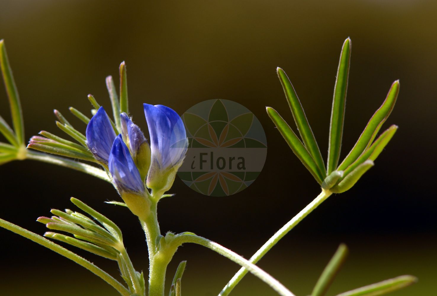 Foto von Lupinus angustifolius (Blaue Lupine - Narrow-leaved Lupin). Das Bild zeigt Blatt und Bluete. Das Foto wurde in Walldorf, Rhein-Neckar-Kreis, Baden-Württemberg, Deutschland, Oberrheinisches Tiefland und Rhein-Main-Ebene aufgenommen. ---- Photo of Lupinus angustifolius (Blaue Lupine - Narrow-leaved Lupin). The image is showing leaf and flower. The picture was taken in Walldorf, Rhein-Neckar district, Baden-Wuerttemberg, Germany, Oberrheinisches Tiefland and Rhein-Main-Ebene.(Lupinus angustifolius,Blaue Lupine,Narrow-leaved Lupin,Lupinus angustifolius,Blaue Lupine,Schmalblaettrige Lupine,Narrow-leaved Lupin,Blue Lupin,Narrowleaf Lupine,Blue Lupine,Annual Lupin,Foxtail Lupin,Lupinus,Lupine,Lupine,Fabaceae,Schmetterlingsblütler,Pea family,Blatt,Bluete,leaf,flower)