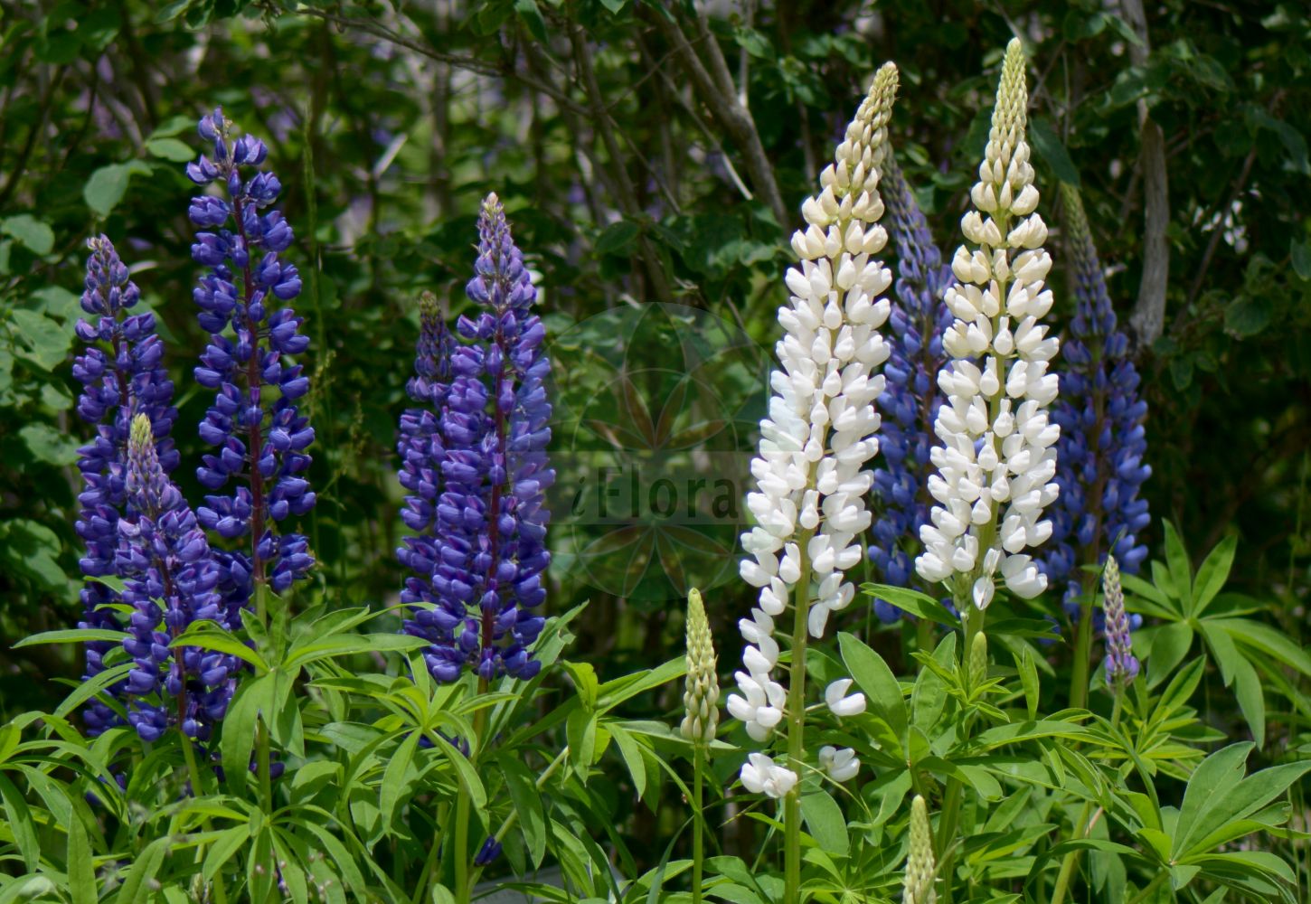 Foto von Lupinus polyphyllus (Vielblättrige Lupine - Garden Lupin). Das Bild zeigt Blatt und Bluete. Das Foto wurde in Monte Bondeone, Provincia Autonoma di Trento, Italien, Alpen aufgenommen. ---- Photo of Lupinus polyphyllus (Vielblättrige Lupine - Garden Lupin). The image is showing leaf and flower. The picture was taken in Monte Bondeone, Provincia Autonoma di Trento, Italy, Alps.(Lupinus polyphyllus,Vielblättrige Lupine,Garden Lupin,Lupinus polyphyllus,Lupinus wyethii S. Watson,Vielblaettrige Lupine,Ausdauernde Lupine,Stauden-Lupine,Garden Lupin,Blue-pod Lupine,Bigleaf Lupine,Garden Lupine,Large-leaved Lupin,Large-leaved Lupine,Perennial Lupin,Russell Lupine,Lupinus,Lupine,Lupine,Fabaceae,Schmetterlingsblütler,Pea family,Blatt,Bluete,leaf,flower)