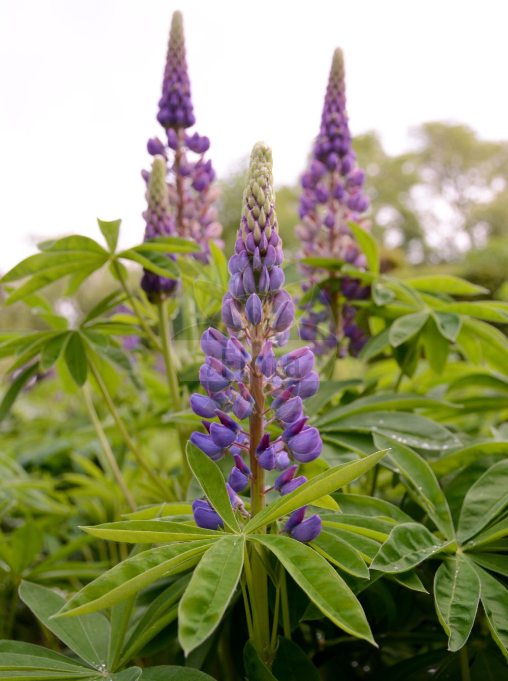 Foto von Lupinus polyphyllus (Vielblättrige Lupine - Garden Lupin). Das Bild zeigt Blatt und Bluete. Das Foto wurde in München, Bayern, Deutschland aufgenommen. ---- Photo of Lupinus polyphyllus (Vielblättrige Lupine - Garden Lupin). The image is showing leaf and flower. The picture was taken in Munich, Bavaria, Germany.(Lupinus polyphyllus,Vielblättrige Lupine,Garden Lupin,Lupinus polyphyllus,Lupinus wyethii S. Watson,Vielblaettrige Lupine,Ausdauernde Lupine,Stauden-Lupine,Garden Lupin,Blue-pod Lupine,Bigleaf Lupine,Garden Lupine,Large-leaved Lupin,Large-leaved Lupine,Perennial Lupin,Russell Lupine,Lupinus,Lupine,Lupine,Fabaceae,Schmetterlingsblütler,Pea family,Blatt,Bluete,leaf,flower)