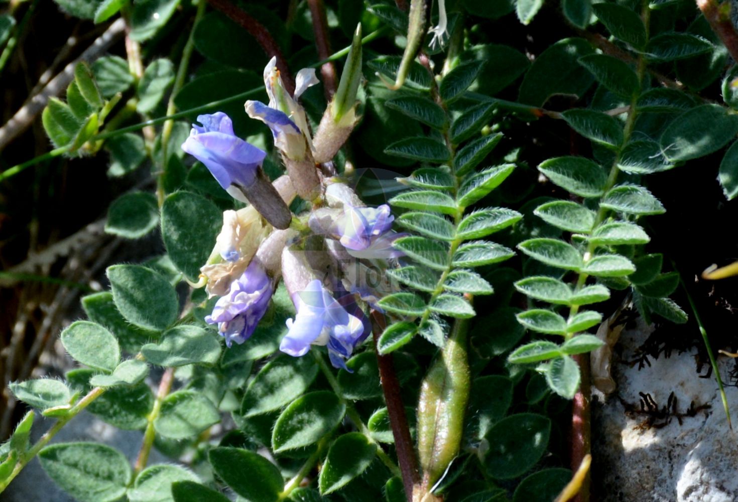 Foto von Oxytropis jacquinii (Berg-Fahnenwicke - Mountain Vetch). Das Bild zeigt Blatt, Bluete und Frucht. Das Foto wurde in La Rambertina, Waadt, Schweiz aufgenommen. ---- Photo of Oxytropis jacquinii (Berg-Fahnenwicke - Mountain Vetch). The image is showing leaf, flower and fruit. The picture was taken in La Rambertina, Vaud, Switzerland.(Oxytropis jacquinii,Berg-Fahnenwicke,Mountain Vetch,Astragalus jacquinii,Oxytropis jacquinii,Oxytropis montana,Oxytropis montana subsp. jacquinii,Berg-Fahnenwicke,Mountain Vetch,Oxytropis,Fahnenwicke,Vetch,Fabaceae,Schmetterlingsblütler,Pea family,Blatt,Bluete,Frucht,leaf,flower,fruit)