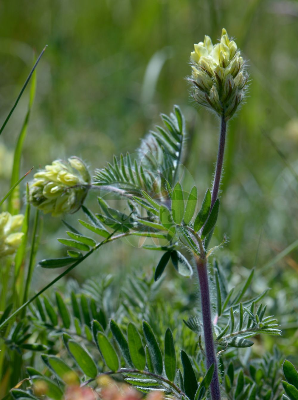 Foto von Oxytropis pilosa (Zottige Fahnenwicke - Hairy Milk Vetch). Das Bild zeigt Blatt und Bluete. Das Foto wurde in Schwellenburg, Erfurt, Thüringen, Deutschland, Thüringer Becken aufgenommen. ---- Photo of Oxytropis pilosa (Zottige Fahnenwicke - Hairy Milk Vetch). The image is showing leaf and flower. The picture was taken in Schwellenburg, Erfurt, Thuringia, Germany, Thueringer Becken.(Oxytropis pilosa,Zottige Fahnenwicke,Hairy Milk Vetch,Astragalus pilosus,Oxytropis pilosa,Zottige Fahnenwicke,Steppen-Spitzkiel,Hairy Milk Vetch,Woolly Milk Vetch,Oxytropis,Fahnenwicke,Vetch,Fabaceae,Schmetterlingsblütler,Pea family,Blatt,Bluete,leaf,flower)