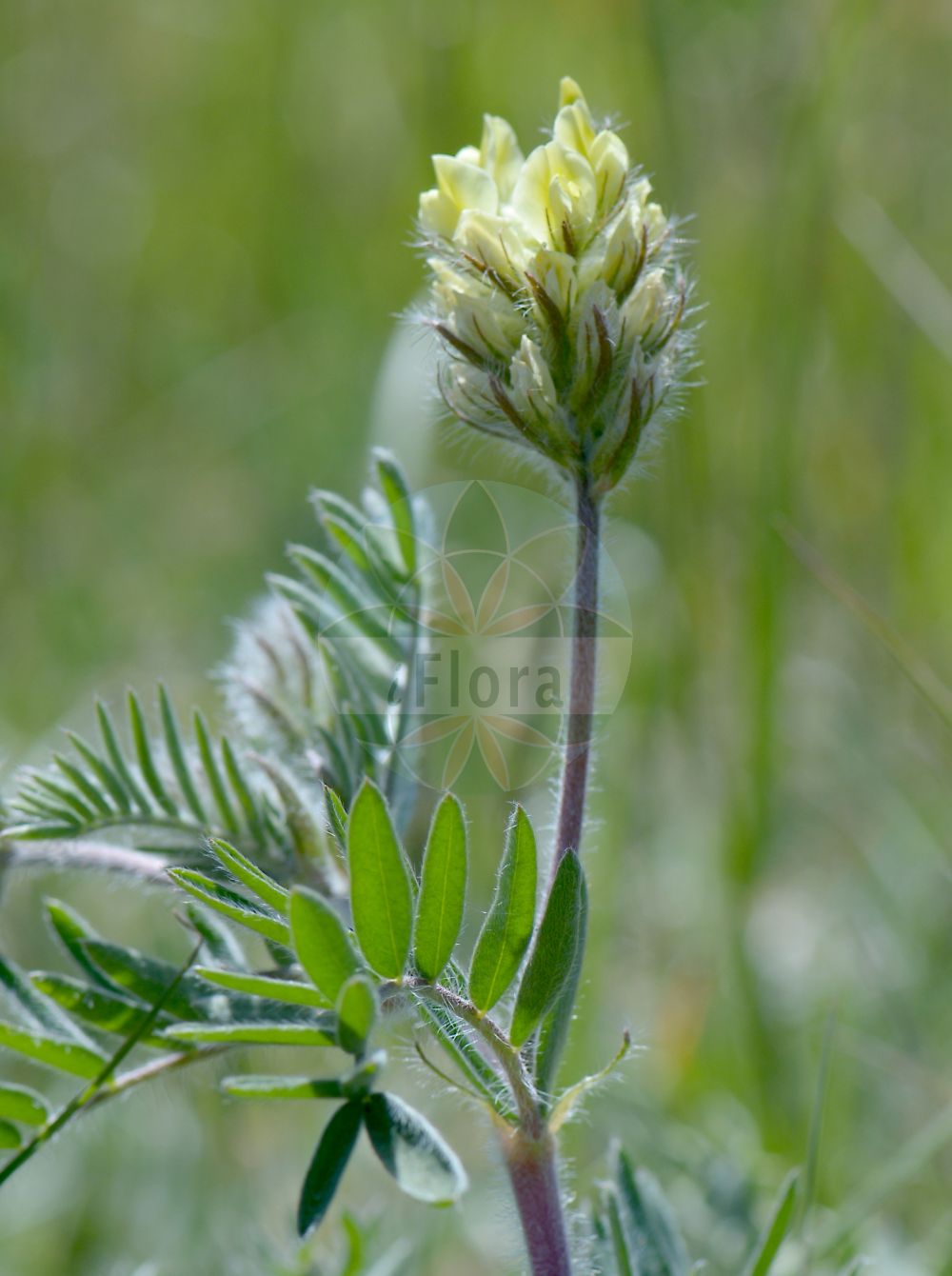 Foto von Oxytropis pilosa (Zottige Fahnenwicke - Hairy Milk Vetch). Das Bild zeigt Blatt und Bluete. Das Foto wurde in Schwellenburg, Erfurt, Thüringen, Deutschland, Thüringer Becken aufgenommen. ---- Photo of Oxytropis pilosa (Zottige Fahnenwicke - Hairy Milk Vetch). The image is showing leaf and flower. The picture was taken in Schwellenburg, Erfurt, Thuringia, Germany, Thueringer Becken.(Oxytropis pilosa,Zottige Fahnenwicke,Hairy Milk Vetch,Astragalus pilosus,Oxytropis pilosa,Zottige Fahnenwicke,Steppen-Spitzkiel,Hairy Milk Vetch,Woolly Milk Vetch,Oxytropis,Fahnenwicke,Vetch,Fabaceae,Schmetterlingsblütler,Pea family,Blatt,Bluete,leaf,flower)