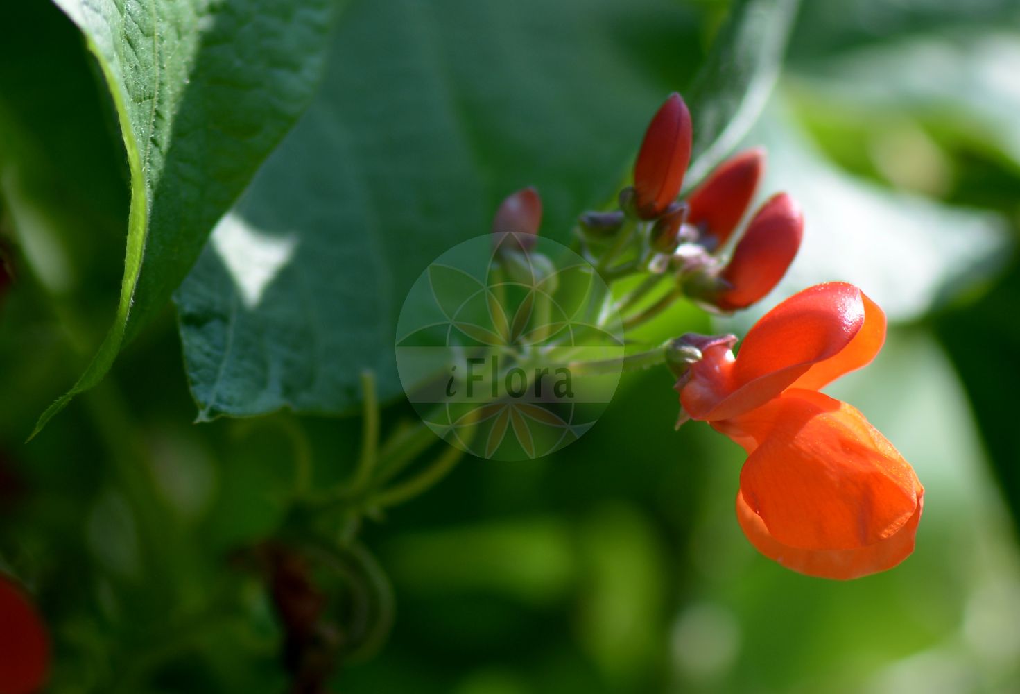 Foto von Phaseolus coccineus. Das Bild zeigt Blatt und Bluete. Das Foto wurde in Jena, Thüringen, Deutschland aufgenommen. ---- Photo of Phaseolus coccineus. The image is showing leaf and flower. The picture was taken in Jena, Thuringia, Germany.(Phaseolus coccineus,Lipusa multiflora,Phaseolus coccineus,Phaseolus griseus,Phaseolus leiosepalus,Phaseolus multiflorus,Phaseolus striatus,Phaseolus strigillosus,Phaseolus superbus,Phaseolus vulgaris var. coccineus,Phaseolus,Phaseolus-Bohne,Bean,Fabaceae,Schmetterlingsblütler,Pea family,Blatt,Bluete,leaf,flower)