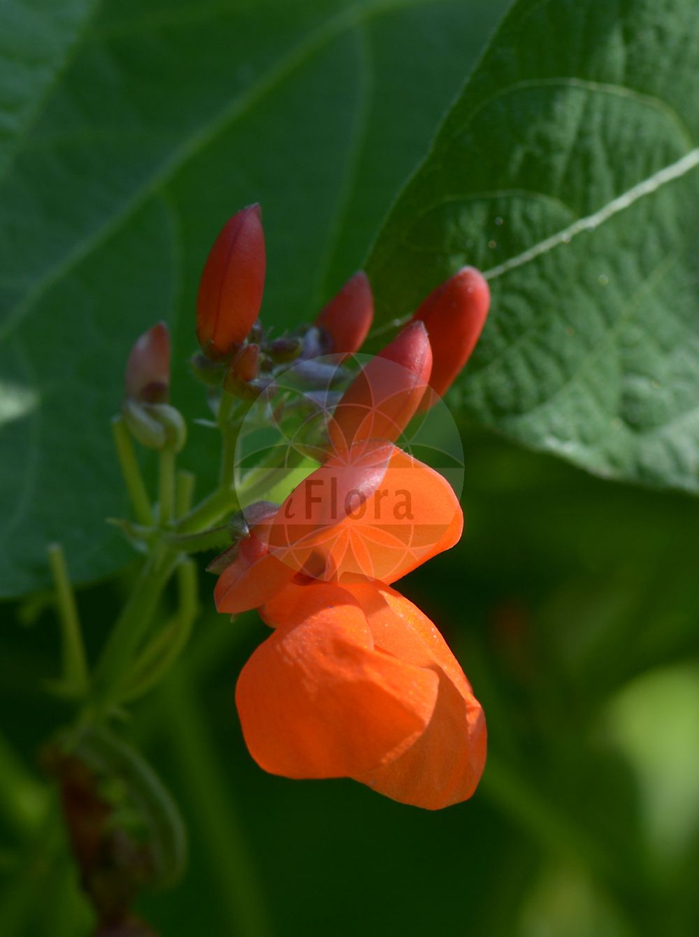 Foto von Phaseolus coccineus. Das Bild zeigt Blatt und Bluete. Das Foto wurde in Jena, Thüringen, Deutschland aufgenommen. ---- Photo of Phaseolus coccineus. The image is showing leaf and flower. The picture was taken in Jena, Thuringia, Germany.(Phaseolus coccineus,Lipusa multiflora,Phaseolus coccineus,Phaseolus griseus,Phaseolus leiosepalus,Phaseolus multiflorus,Phaseolus striatus,Phaseolus strigillosus,Phaseolus superbus,Phaseolus vulgaris var. coccineus,Phaseolus,Phaseolus-Bohne,Bean,Fabaceae,Schmetterlingsblütler,Pea family,Blatt,Bluete,leaf,flower)