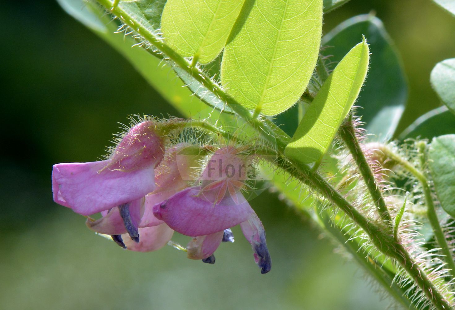 Foto von Robinia hispida. Das Bild zeigt Blatt und Bluete. Das Foto wurde in Bonn, Nordrhein-Westfalen, Deutschland aufgenommen. ---- Photo of Robinia hispida. The image is showing leaf and flower. The picture was taken in Bonn, North Rhine-Westphalia, Germany.(Robinia hispida,Robinia hispida,Robinia longiloba,Robinia pauciflora,Robinia rosea,Robinia,Robinie,Locust,Fabaceae,Schmetterlingsblütler,Pea family,Blatt,Bluete,leaf,flower)