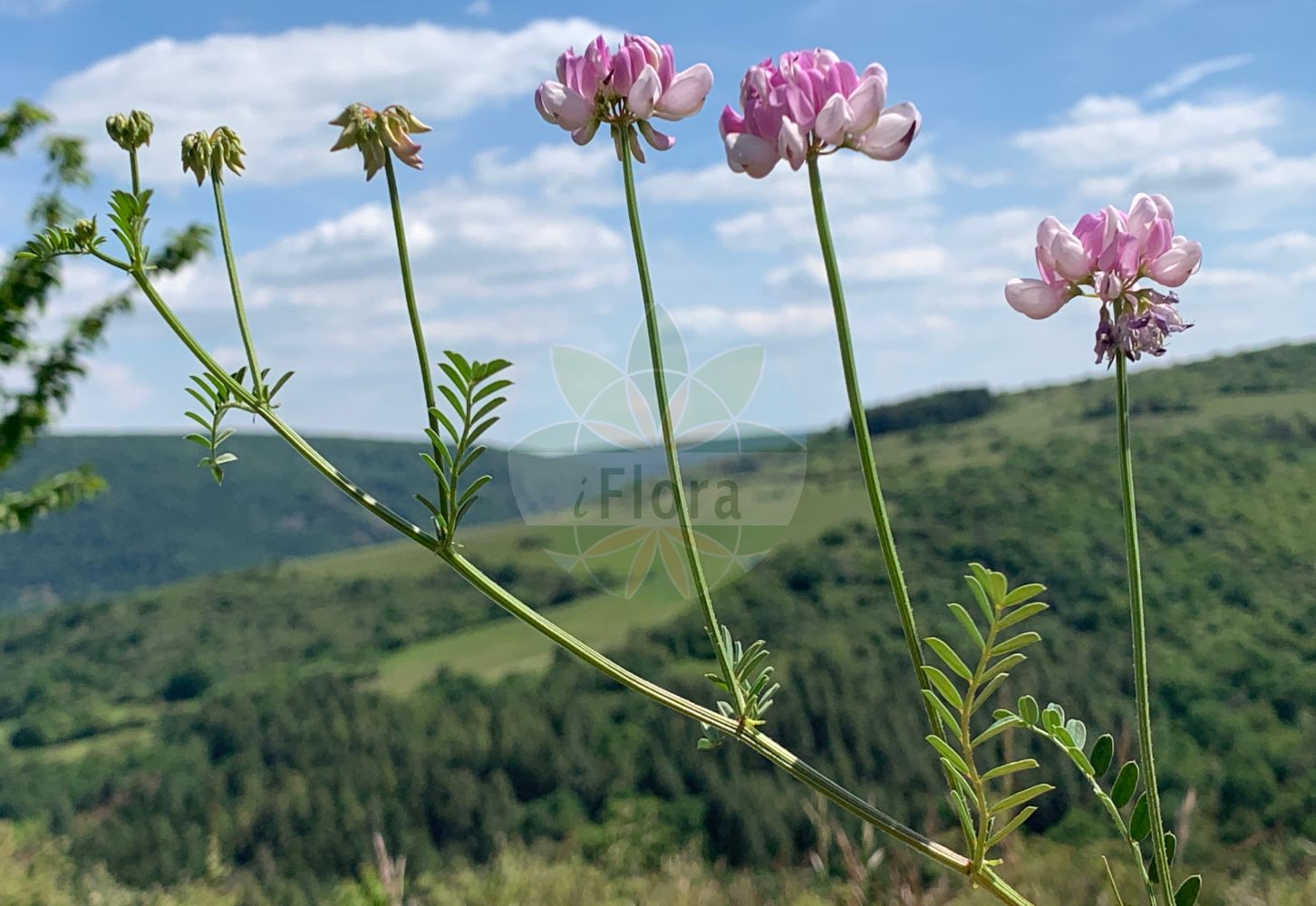 Foto von Securigera varia (Bunte Kronwicke - Crown Vetch). Das Bild zeigt Blatt und Bluete. Das Foto wurde in Nahetal, Bad Kreuznach, Rheinland-Pfalz, Deutschland, Saar-Nahe Bergland aufgenommen. ---- Photo of Securigera varia (Bunte Kronwicke - Crown Vetch). The image is showing leaf and flower. The picture was taken in Nahe valley, Bad Kreuznach, Rhineland-Palatinate, Germany, Saar-Nahe Bergland.(Securigera varia,Bunte Kronwicke,Crown Vetch,Coronilla haussknechtii,Coronilla hirta,Coronilla varia,Securigera varia,Securigera varia subsp. orientalis,Bunte Kronwicke,Bunte Beilwicke,Buntkronwicke,Crown Vetch,Common Crown Vetch,Crown-vetch Coronilla,Penngift Crown Vetch,Trailing Crown Vetch,Securigera,Kronwicke,Crown Vetch,Fabaceae,Schmetterlingsblütler,Pea family,Blatt,Bluete,leaf,flower)