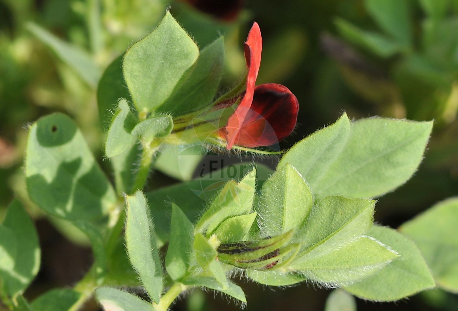 Foto von Lotus maritimus (Gelbe Spargelerbse - Dragon's Teeth). Das Bild zeigt Blatt und Bluete. Das Foto wurde in Bayreuth, Bayern, Deutschland aufgenommen. ---- Photo of Lotus maritimus (Gelbe Spargelerbse - Dragon's Teeth). The image is showing leaf and flower. The picture was taken in Bayreuth, Bavaria, Germany.(Lotus maritimus,Gelbe Spargelerbse,Dragon's Teeth,Lotus maritimus,Lotus siliquosus,Tetragonolobus maritimus,Tetragonolobus prostratus,Tetragonolobus siliquosus,Tetragonolobus tauricus,Gelbe Spargelerbse,Spargelbohne,Spargelklee,Dragon's Teeth,Asparagus Trefoil,Winged Pea,Lotus,Hornklee,Trefoil,Fabaceae,Schmetterlingsblütler,Pea family,Blatt,Bluete,leaf,flower)