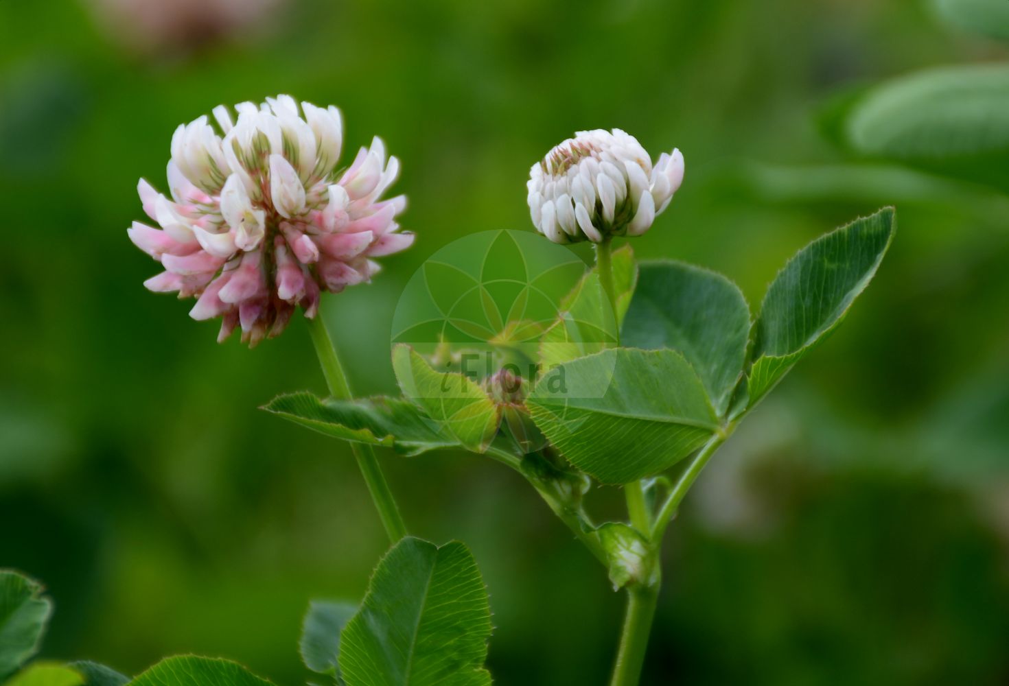 Foto von Trifolium hybridum (Schweden-Klee - Alsike Clover). Das Bild zeigt Blatt und Bluete. Das Foto wurde in Berlin, Deutschland aufgenommen. ---- Photo of Trifolium hybridum (Schweden-Klee - Alsike Clover). The image is showing leaf and flower. The picture was taken in Berlin, Germany.(Trifolium hybridum,Schweden-Klee,Alsike Clover,Amoria hybrida,Trifolium hybridum,Schweden-Klee,Gewoehnlicher Schweden-Klee,Niederliegender Schweden-Klee,Schoener Schweden-Klee,Alsike Clover,Hybrid Clover,Swedish Clover,Trifolium,Klee,Clover,Fabaceae,Schmetterlingsblütler,Pea family,Blatt,Bluete,leaf,flower)