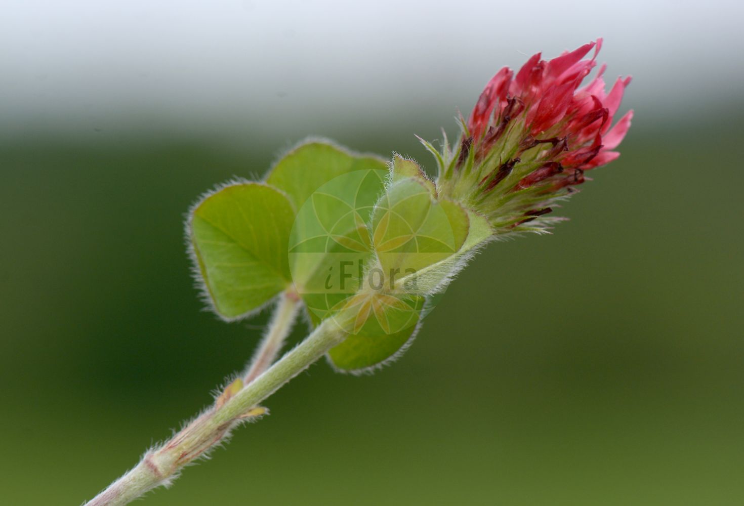 Foto von Trifolium incarnatum (Inkarnat-Klee - Long-headed Clover). Das Bild zeigt Blatt und Bluete. Das Foto wurde in Stockmädle, Karlsbad, Karlsruhe, Baden-Württemberg, Deutschland, Schwarzwald aufgenommen. ---- Photo of Trifolium incarnatum (Inkarnat-Klee - Long-headed Clover). The image is showing leaf and flower. The picture was taken in Stockmaedle, Carlsbad, Karlsruhe, Baden-Wuerttemberg, Germany, Schwarzwald.(Trifolium incarnatum,Inkarnat-Klee,Long-headed Clover,Trifolium incarnatum,Inkarnat-Klee,Long-headed Clover,Carnation Clover,Crimson Clover,Italian Clover,Trifolium,Klee,Clover,Fabaceae,Schmetterlingsblütler,Pea family,Blatt,Bluete,leaf,flower)
