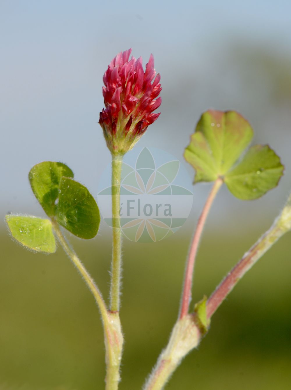Foto von Trifolium incarnatum (Inkarnat-Klee - Long-headed Clover). Das Bild zeigt Blatt und Bluete. Das Foto wurde in Münzenberg, Hessen, Deutschland, Wetterau und Gießener Becken aufgenommen. ---- Photo of Trifolium incarnatum (Inkarnat-Klee - Long-headed Clover). The image is showing leaf and flower. The picture was taken in Muenzenberg, Hesse, Germany, Wetterau and Giessener Becken.(Trifolium incarnatum,Inkarnat-Klee,Long-headed Clover,Trifolium incarnatum,Inkarnat-Klee,Long-headed Clover,Carnation Clover,Crimson Clover,Italian Clover,Trifolium,Klee,Clover,Fabaceae,Schmetterlingsblütler,Pea family,Blatt,Bluete,leaf,flower)
