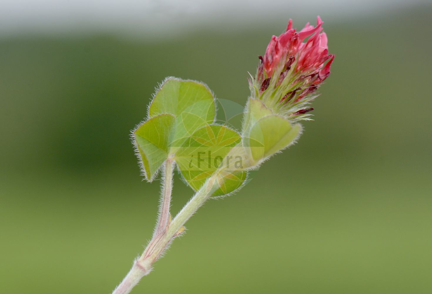 Foto von Trifolium incarnatum (Inkarnat-Klee - Long-headed Clover). Das Bild zeigt Blatt und Bluete. Das Foto wurde in Stockmädle, Karlsbad, Karlsruhe, Baden-Württemberg, Deutschland, Schwarzwald aufgenommen. ---- Photo of Trifolium incarnatum (Inkarnat-Klee - Long-headed Clover). The image is showing leaf and flower. The picture was taken in Stockmaedle, Carlsbad, Karlsruhe, Baden-Wuerttemberg, Germany, Schwarzwald.(Trifolium incarnatum,Inkarnat-Klee,Long-headed Clover,Trifolium incarnatum,Inkarnat-Klee,Long-headed Clover,Carnation Clover,Crimson Clover,Italian Clover,Trifolium,Klee,Clover,Fabaceae,Schmetterlingsblütler,Pea family,Blatt,Bluete,leaf,flower)