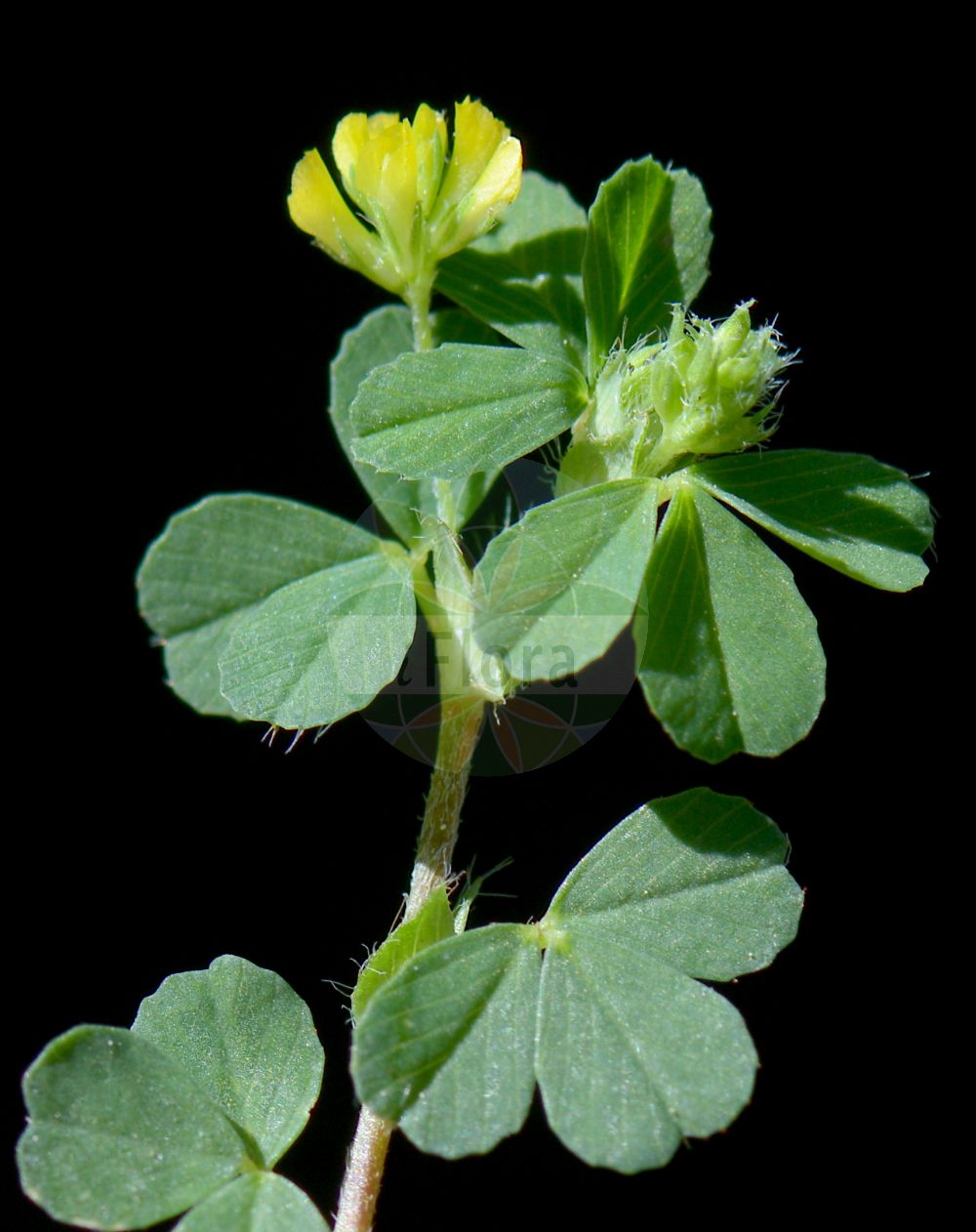 Foto von Trifolium micranthum (Kleinster Klee - Slender Trefoil). Das Bild zeigt Blatt und Bluete. Das Foto wurde in Nordrhein-Westfalen, Deutschland, Westfälische Bucht aufgenommen. ---- Photo of Trifolium micranthum (Kleinster Klee - Slender Trefoil). The image is showing leaf and flower. The picture was taken in North Rhine-Westphalia, Germany, Westfaelische Bucht.(Trifolium micranthum,Kleinster Klee,Slender Trefoil,Chrysaspis micrantha,Trifolium filiforme,Trifolium micranthum,Kleinster Klee,Slender Trefoil,Slender Hop Clover,Slender Yellow Trefoil,Trifolium,Klee,Clover,Fabaceae,Schmetterlingsblütler,Pea family,Blatt,Bluete,leaf,flower)