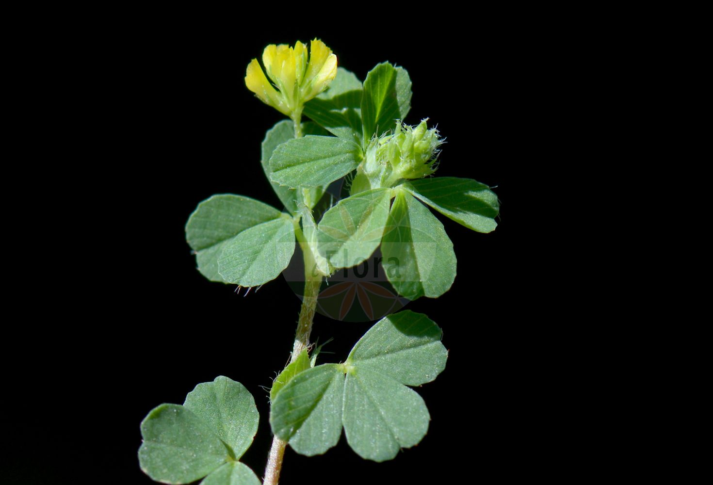 Foto von Trifolium micranthum (Kleinster Klee - Slender Trefoil). Das Bild zeigt Blatt und Bluete. Das Foto wurde in Nordrhein-Westfalen, Deutschland, Westfälische Bucht aufgenommen. ---- Photo of Trifolium micranthum (Kleinster Klee - Slender Trefoil). The image is showing leaf and flower. The picture was taken in North Rhine-Westphalia, Germany, Westfaelische Bucht.(Trifolium micranthum,Kleinster Klee,Slender Trefoil,Chrysaspis micrantha,Trifolium filiforme,Trifolium micranthum,Kleinster Klee,Slender Trefoil,Slender Hop Clover,Slender Yellow Trefoil,Trifolium,Klee,Clover,Fabaceae,Schmetterlingsblütler,Pea family,Blatt,Bluete,leaf,flower)