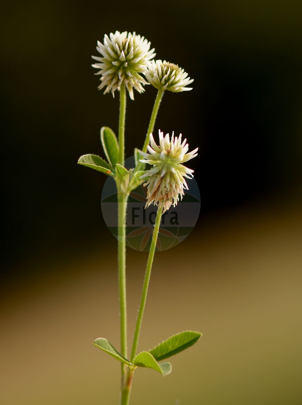 Foto von Trifolium montanum (Berg-Klee - Mountain Clover). Das Bild zeigt Blatt und Bluete. Das Foto wurde in Münzenberg, Wetteraukreis, Hessen, Deutschland, Wetterau und Gießener Becken aufgenommen. ---- Photo of Trifolium montanum (Berg-Klee - Mountain Clover). The image is showing leaf and flower. The picture was taken in Muenzenberg, Wetterau district, Hesse, Germany, Wetterau and Giessener Becken.(Trifolium montanum,Berg-Klee,Mountain Clover,Amoria montana,Trifolium celtibericum,Trifolium montanum,Berg-Klee,Mountain Clover,Trifolium,Klee,Clover,Fabaceae,Schmetterlingsblütler,Pea family,Blatt,Bluete,leaf,flower)