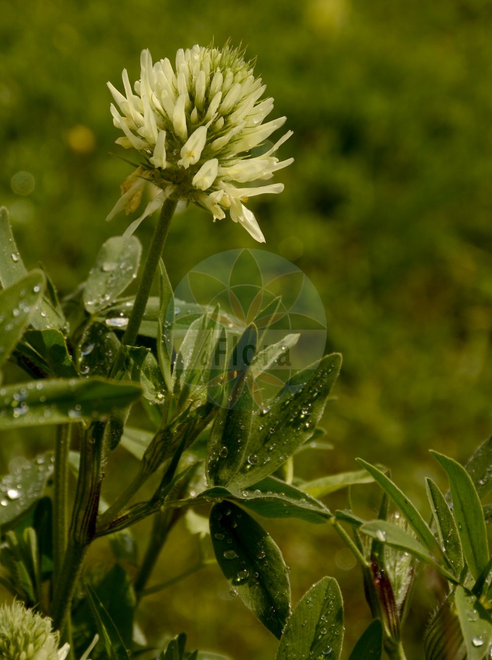 Foto von Trifolium pannonicum. Das Bild zeigt Blatt und Bluete. Das Foto wurde in Jardin des Plantes, Paris, Frankreich aufgenommen. ---- Photo of Trifolium pannonicum. The image is showing leaf and flower. The picture was taken in Jardin des Plantes, Paris, France.(Trifolium pannonicum,Trifolium pannonicum,Trifolium,Klee,Clover,Fabaceae,Schmetterlingsblütler,Pea family,Blatt,Bluete,leaf,flower)