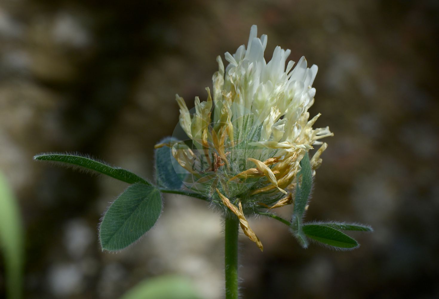 Foto von Trifolium trichocephalum. Das Bild zeigt Blatt und Bluete. Das Foto wurde in Göteborg, Schweden aufgenommen. ---- Photo of Trifolium trichocephalum. The image is showing leaf and flower. The picture was taken in Gothenburg, Sweden.(Trifolium trichocephalum,Trifolium trichocephalum,Trifolium,Klee,Clover,Fabaceae,Schmetterlingsblütler,Pea family,Blatt,Bluete,leaf,flower)