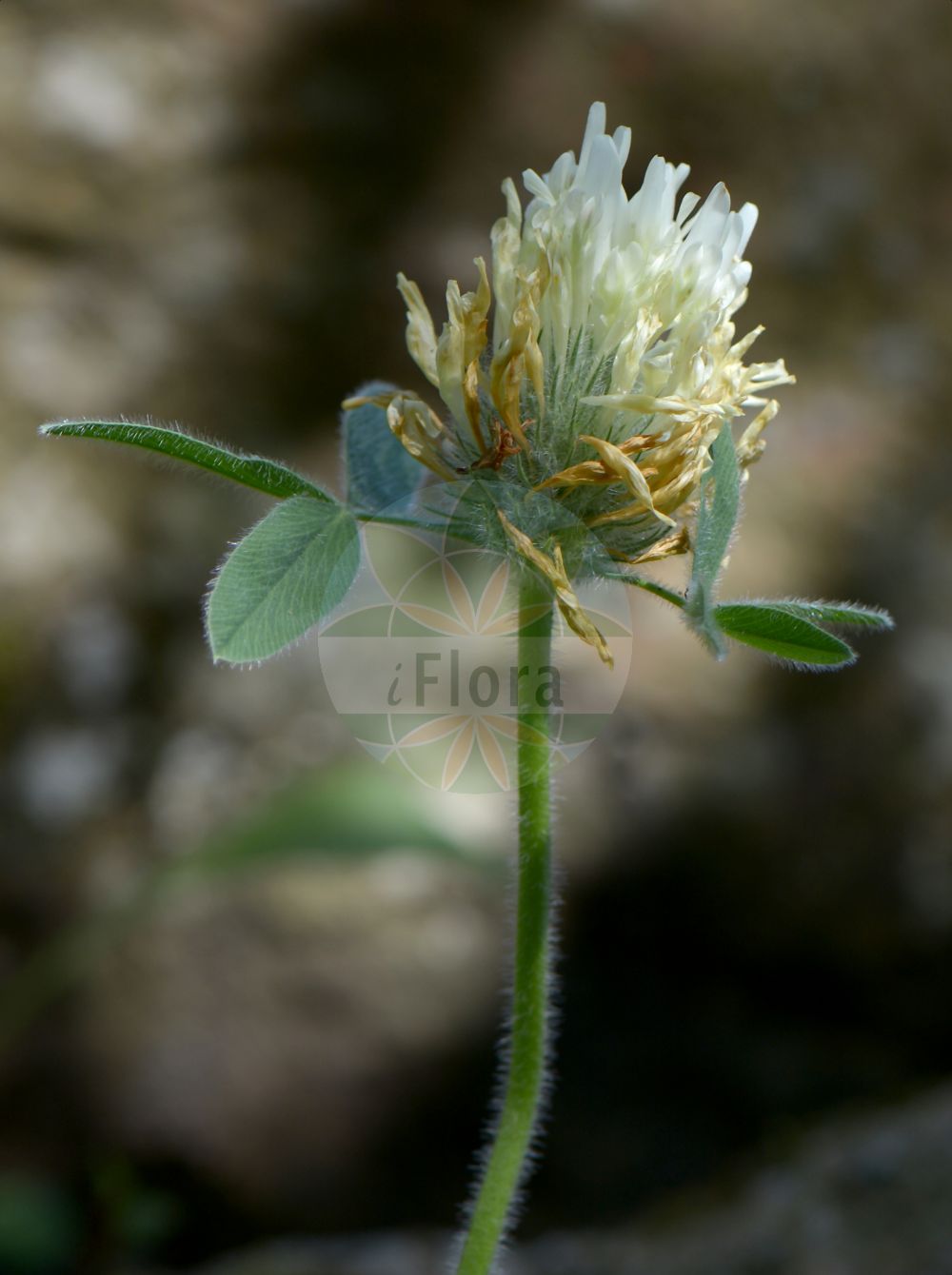 Foto von Trifolium trichocephalum. Das Bild zeigt Blatt und Bluete. Das Foto wurde in Göteborg, Schweden aufgenommen. ---- Photo of Trifolium trichocephalum. The image is showing leaf and flower. The picture was taken in Gothenburg, Sweden.(Trifolium trichocephalum,Trifolium trichocephalum,Trifolium,Klee,Clover,Fabaceae,Schmetterlingsblütler,Pea family,Blatt,Bluete,leaf,flower)