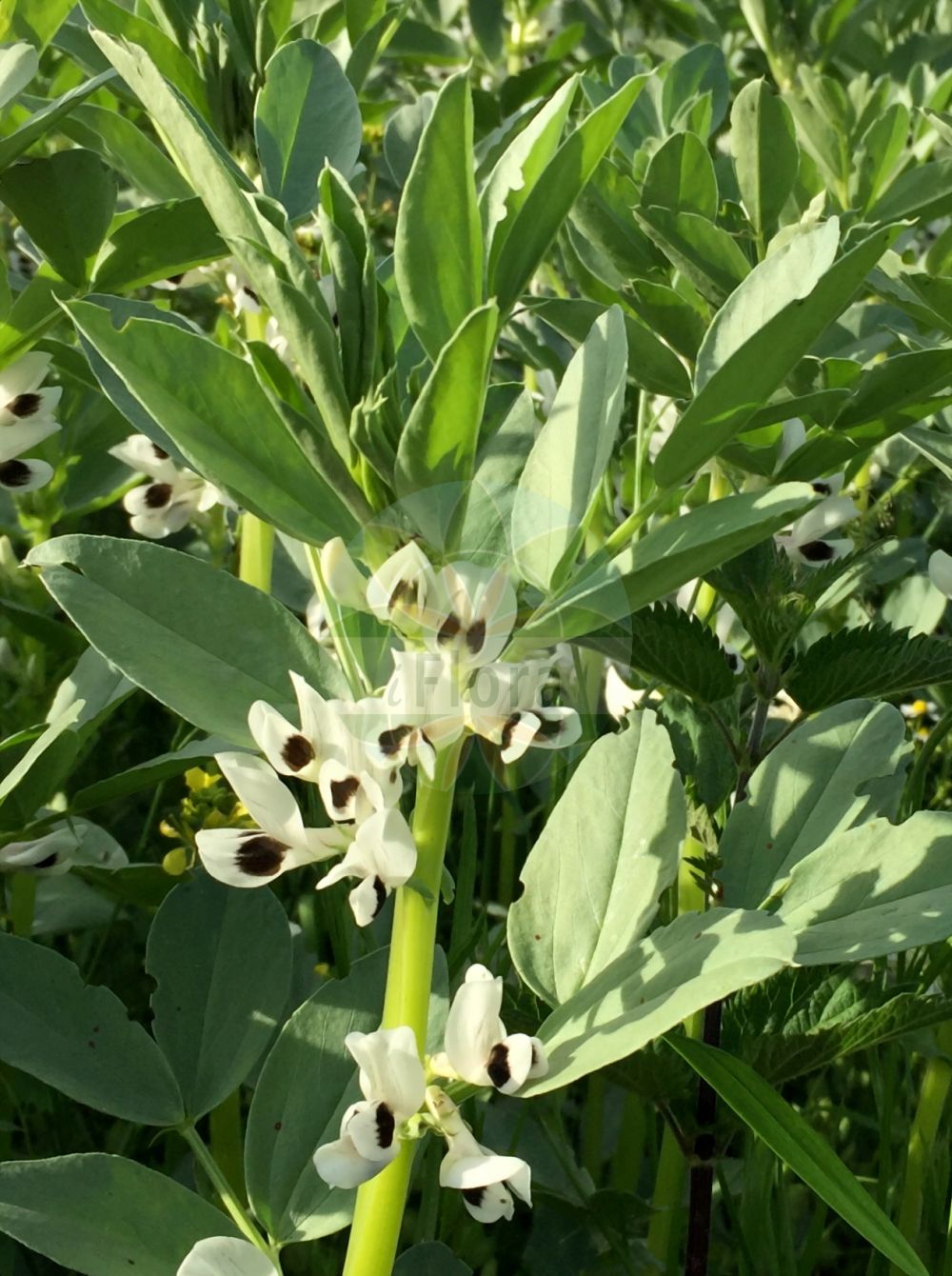 Foto von Vicia faba (Acker-Bohne - Broad Bean). Das Bild zeigt Blatt und Bluete. Das Foto wurde in Hessen, Deutschland, Oberrheinisches Tiefland und Rhein-Main-Ebene, Untermainebene aufgenommen. ---- Photo of Vicia faba (Acker-Bohne - Broad Bean). The image is showing leaf and flower. The picture was taken in Hesse, Germany, Oberrheinisches Tiefland and Rhein-Main-Ebene, Untermainebene.(Vicia faba,Acker-Bohne,Broad Bean,Faba bona,Faba equina,Faba faba,Faba major,Faba minor,Faba sativa,Faba vulgaris,Orobus faba,Vicia esculenta,Vicia faba,Vicia vulgaris,Acker-Bohne,Broad Bean,Horsebean,Faba Bean,Vicia,Wicke,Vetch,Fabaceae,Schmetterlingsblütler,Pea family,Blatt,Bluete,leaf,flower)
