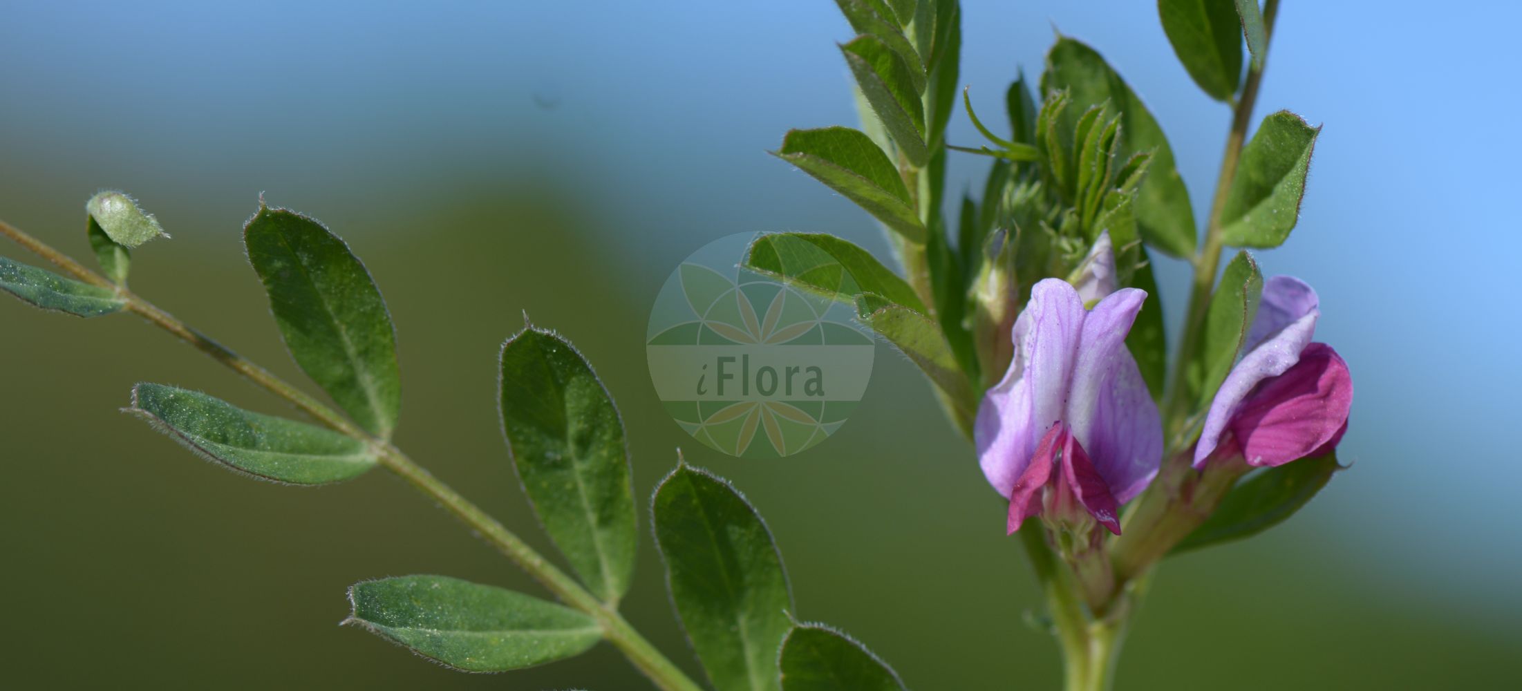 Foto von Vicia sativa subsp. nigra (Schmallblättrige Wicke - Narrowleaf Vetch). Das Bild zeigt Blatt und Bluete. Das Foto wurde in Zotzenheim, Rheinland-Pfalz, Deutschland, Oberrheinisches Tiefland und Rhein-Main-Ebene aufgenommen. ---- Photo of Vicia sativa subsp. nigra (Schmallblättrige Wicke - Narrowleaf Vetch). The image is showing leaf and flower. The picture was taken in Zotzenheim, Rhineland-Palatinate, Germany, Oberrheinisches Tiefland and Rhein-Main-Ebene.(Vicia sativa subsp. nigra,Schmallblättrige Wicke,Narrowleaf Vetch,Vicia segetalis,Schmallblaettrige Wicke,Narrowleaf Vetch,Garden Vetch,Narrow-leaved Vetch,Vicia,Wicke,Vetch,Fabaceae,Schmetterlingsblütler,Pea family,Blatt,Bluete,leaf,flower)