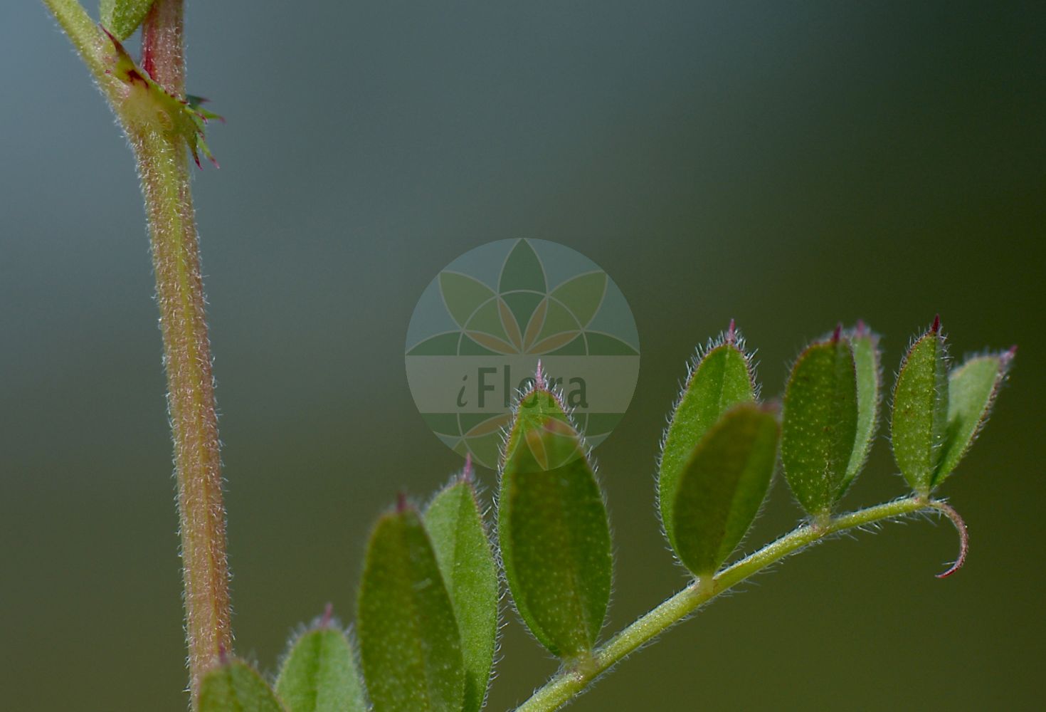 Foto von Vicia sepium (Zaun-Wicke - Bush Vetch). Das Bild zeigt Blatt und Bluete. Das Foto wurde in Wetzlar, Hessen, Deutschland, Taunus aufgenommen. ---- Photo of Vicia sepium (Zaun-Wicke - Bush Vetch). The image is showing leaf and flower. The picture was taken in Wetzlar, Hesse, Germany, Taunus.(Vicia sepium,Zaun-Wicke,Bush Vetch,Vicia basilei,Vicia sepium,Zaun-Wicke,Bush Vetch,Hedge Vetch,Wood Vetch,Vicia,Wicke,Vetch,Fabaceae,Schmetterlingsblütler,Pea family,Blatt,Bluete,leaf,flower)