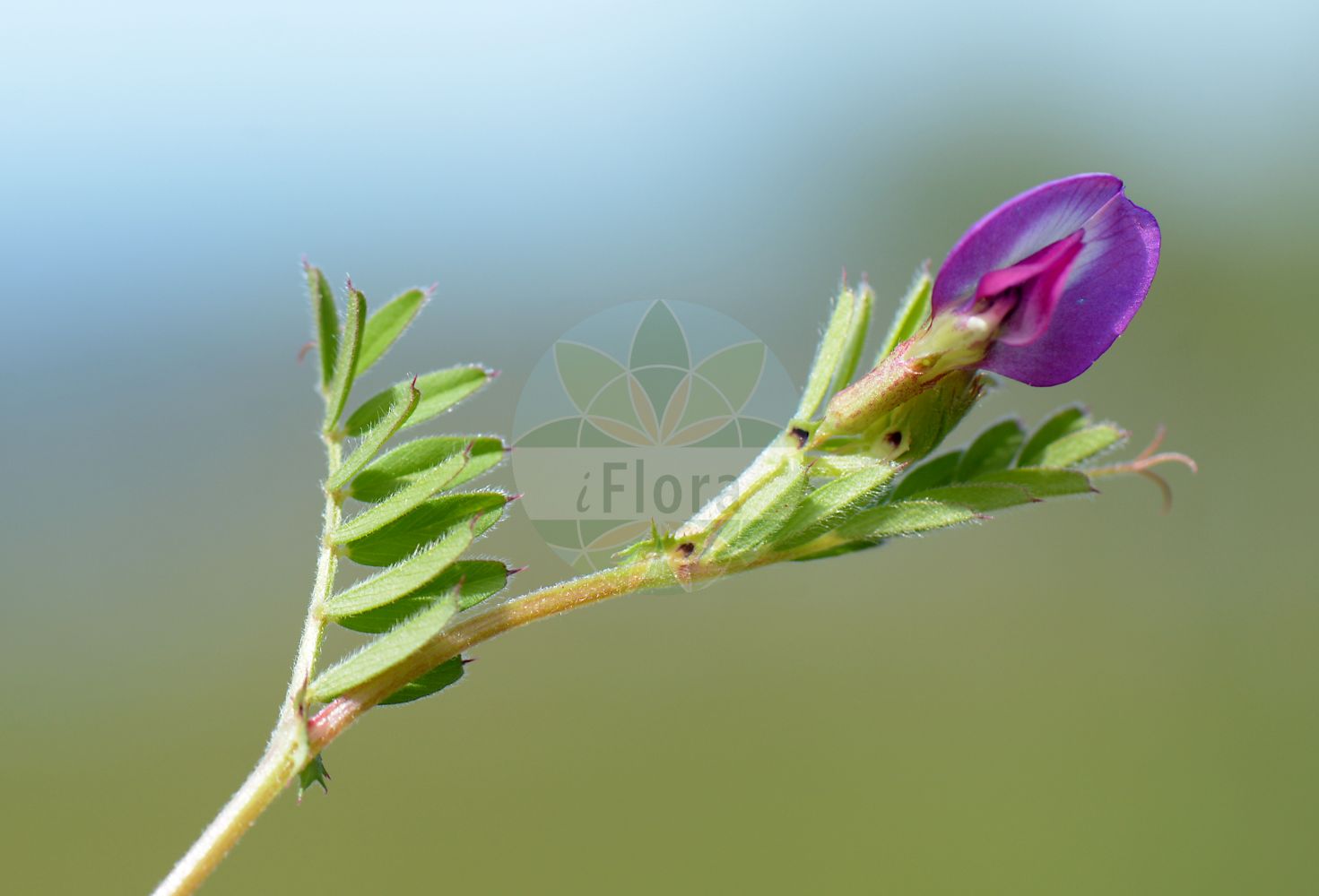 Foto von Vicia sepium (Zaun-Wicke - Bush Vetch). Das Bild zeigt Blatt und Bluete. Das Foto wurde in Wetzlar, Hessen, Deutschland, Taunus aufgenommen. ---- Photo of Vicia sepium (Zaun-Wicke - Bush Vetch). The image is showing leaf and flower. The picture was taken in Wetzlar, Hesse, Germany, Taunus.(Vicia sepium,Zaun-Wicke,Bush Vetch,Vicia basilei,Vicia sepium,Zaun-Wicke,Bush Vetch,Hedge Vetch,Wood Vetch,Vicia,Wicke,Vetch,Fabaceae,Schmetterlingsblütler,Pea family,Blatt,Bluete,leaf,flower)