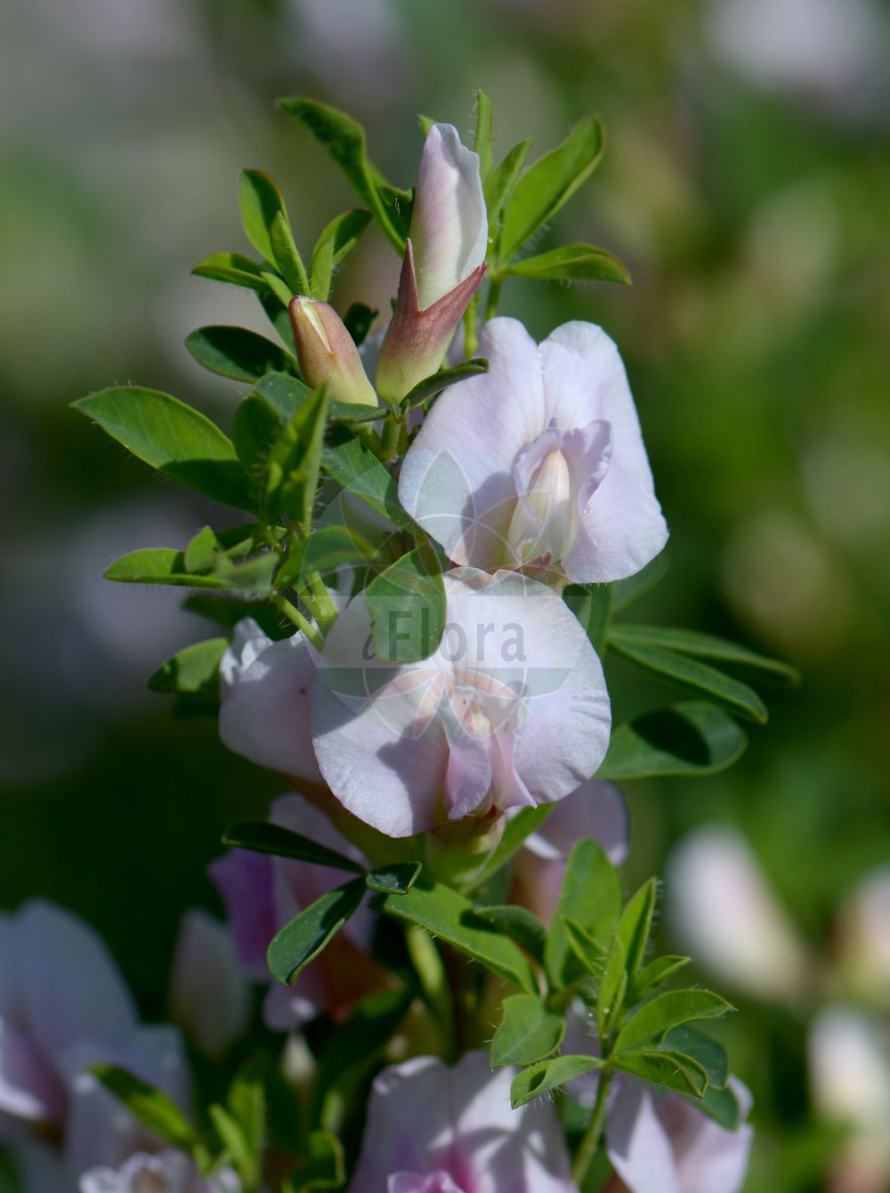 Foto von Cytisus purpureus. Das Bild zeigt Blatt und Bluete. Das Foto wurde in München, Bayern, Deutschland aufgenommen. ---- Photo of Cytisus purpureus. The image is showing leaf and flower. The picture was taken in Munich, Bavaria, Germany.(Cytisus purpureus,Chamaecytisus purpureus,Cytisus purpureus,Cytisus,Geißklee,Broom,Fabaceae,Schmetterlingsblütler,Pea family,Blatt,Bluete,leaf,flower)