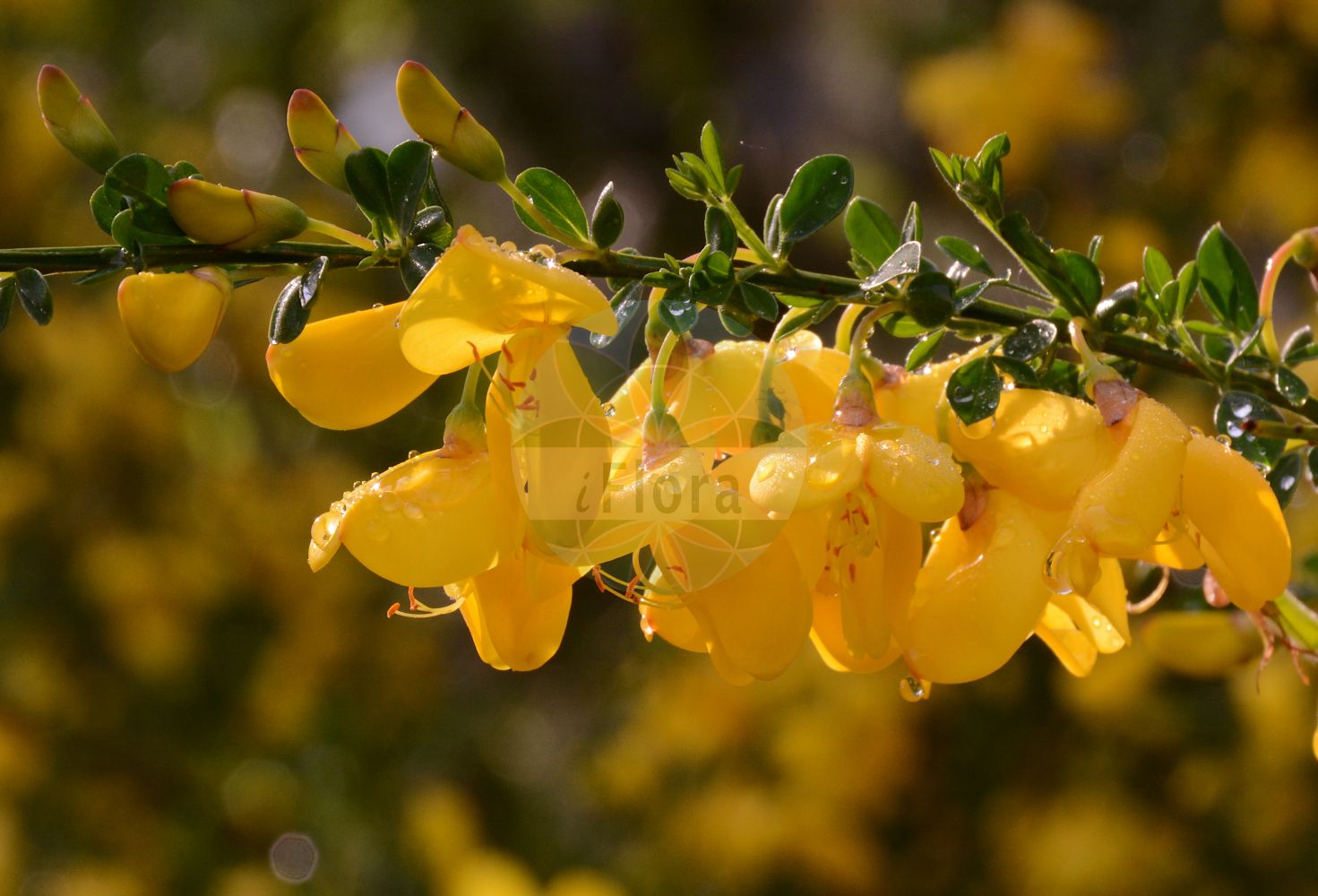 Foto von Cytisus scoparius (Besenginster - Broom). Das Bild zeigt Blatt und Bluete. Das Foto wurde in Wilhelmshaven, Niedersachsen, Deutschland aufgenommen. ---- Photo of Cytisus scoparius (Besenginster - Broom). The image is showing leaf and flower. The picture was taken in Wilhelmshaven, Lower Saxony, Germany.(Cytisus scoparius,Besenginster,Broom,Cytisus scoparius,Sarothamnus bourgaei,Sarothamnus oxyphyllus,Sarothamnus scoparius,Sarothamnus vulgaris,Spartium scoparium,Besenginster,Besenpfrieme,Gewoehnlicher Besenginster,Ramse,Broom,Prostrate Broom,Scotch Broom,Common Broom,English Broom,Scottish Broom,Cytisus,Geißklee,Broom,Fabaceae,Schmetterlingsblütler,Pea family,Blatt,Bluete,leaf,flower)