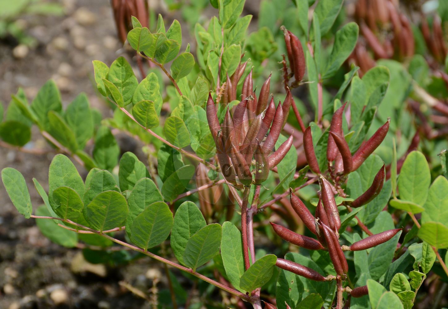 Foto von Astragalus glycyphyllos (Bärenschote - Wild Liquorice). Das Bild zeigt Blatt und Frucht. Das Foto wurde in Berlin, Deutschland aufgenommen. ---- Photo of Astragalus glycyphyllos (Bärenschote - Wild Liquorice). The image is showing leaf and fruit. The picture was taken in Berlin, Germany.(Astragalus glycyphyllos,Bärenschote,Wild Liquorice,Astragalus glycyphyllos,Hamosa glycyphyllos,Hedyphylla glycyphylla,Hedyphylla vulgaris,Baerenschote,Wild Liquorice,Fitsroot,Licorice Milkvetch,Milk Vetch,Sweet Milk Vetch,Wild Licorice,Astragalus,Tragant,Milkvetch,Fabaceae,Schmetterlingsblütler,Pea family,Blatt,Frucht,leaf,fruit)